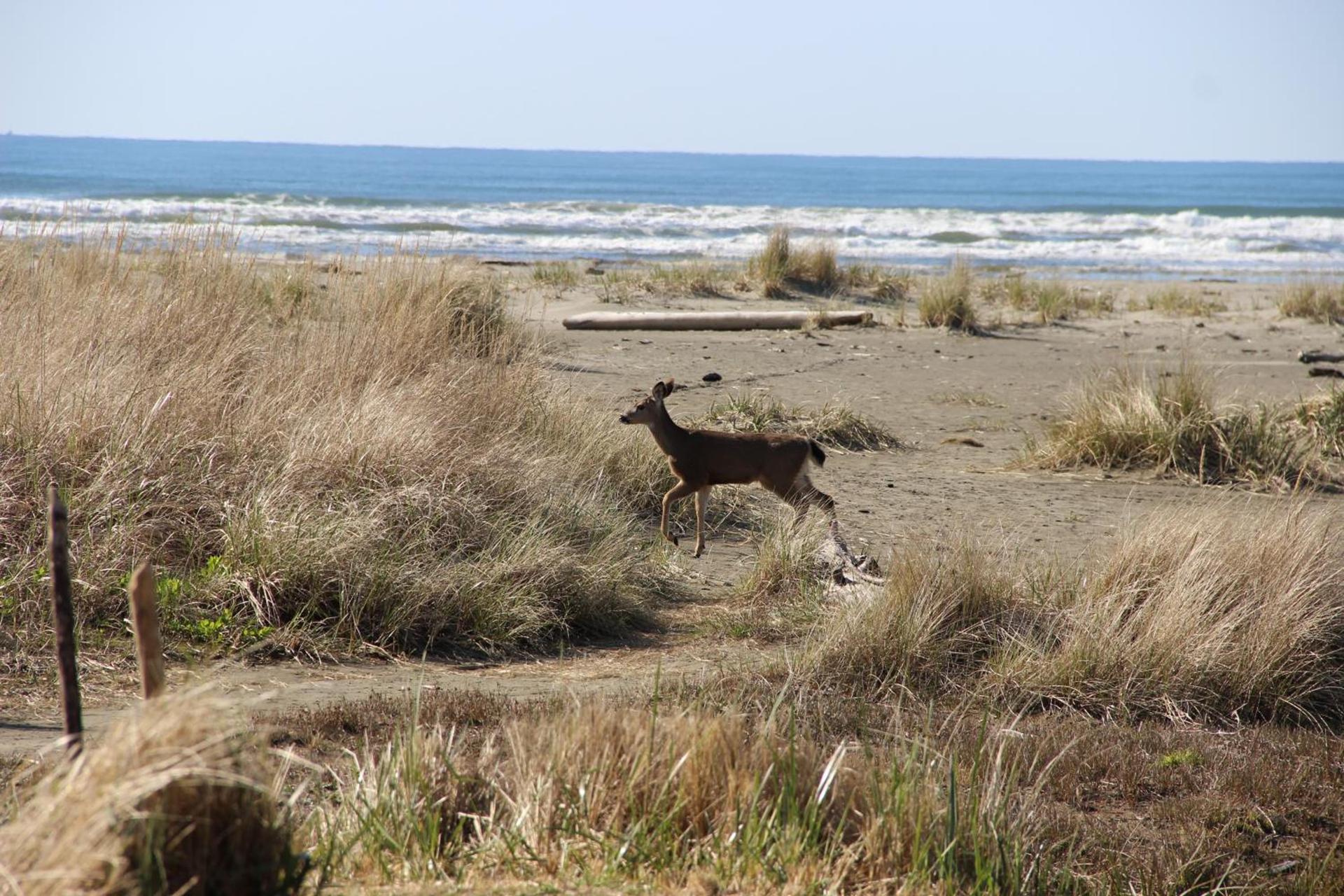 Quinault Beach Resort & Casino photo 23