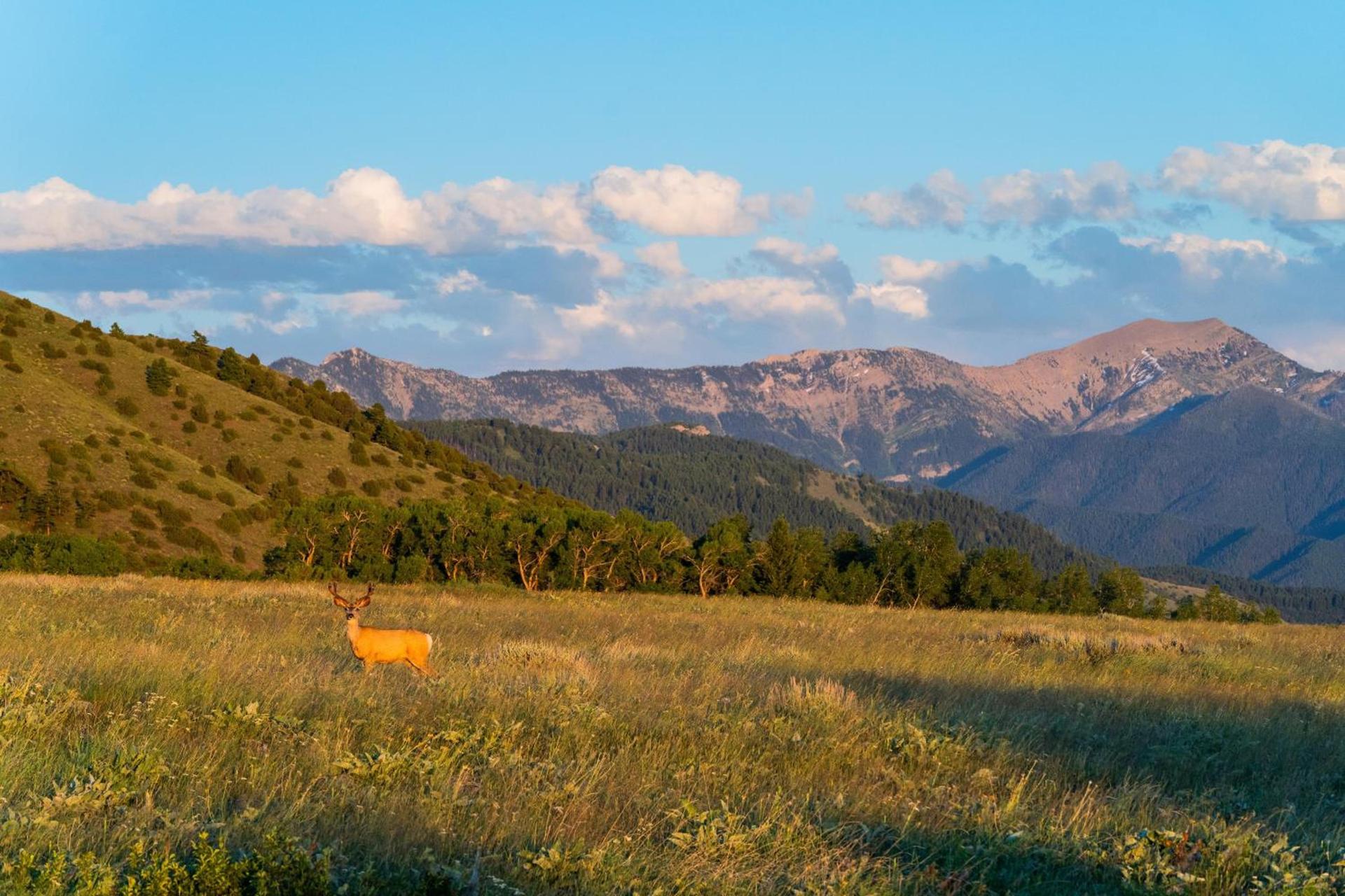 Field & Stream Lodge Bozeman photo 9