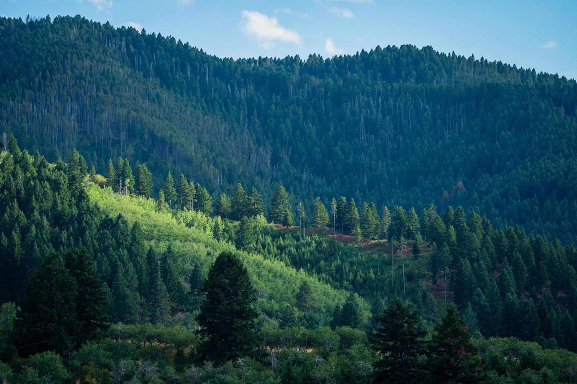 Field & Stream Lodge Bozeman photo 10