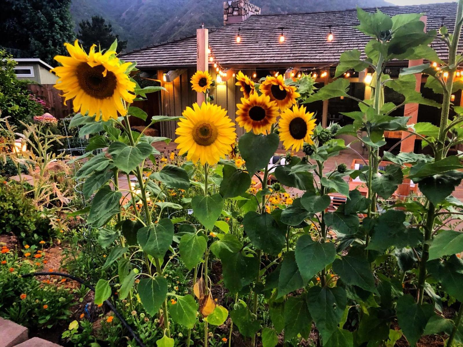 Carmel Valley Lodge photo 47