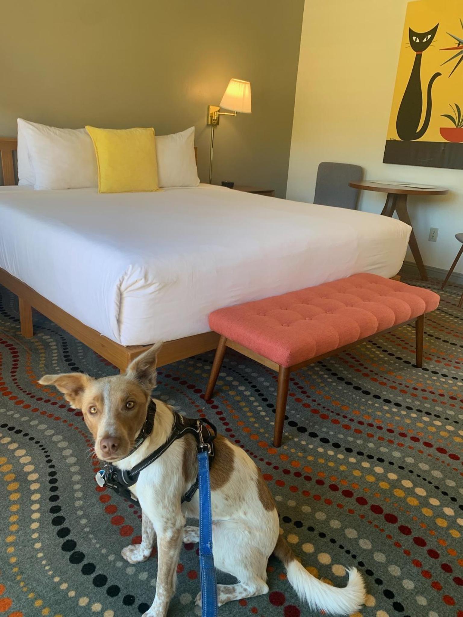 Contenta Inn photo 41