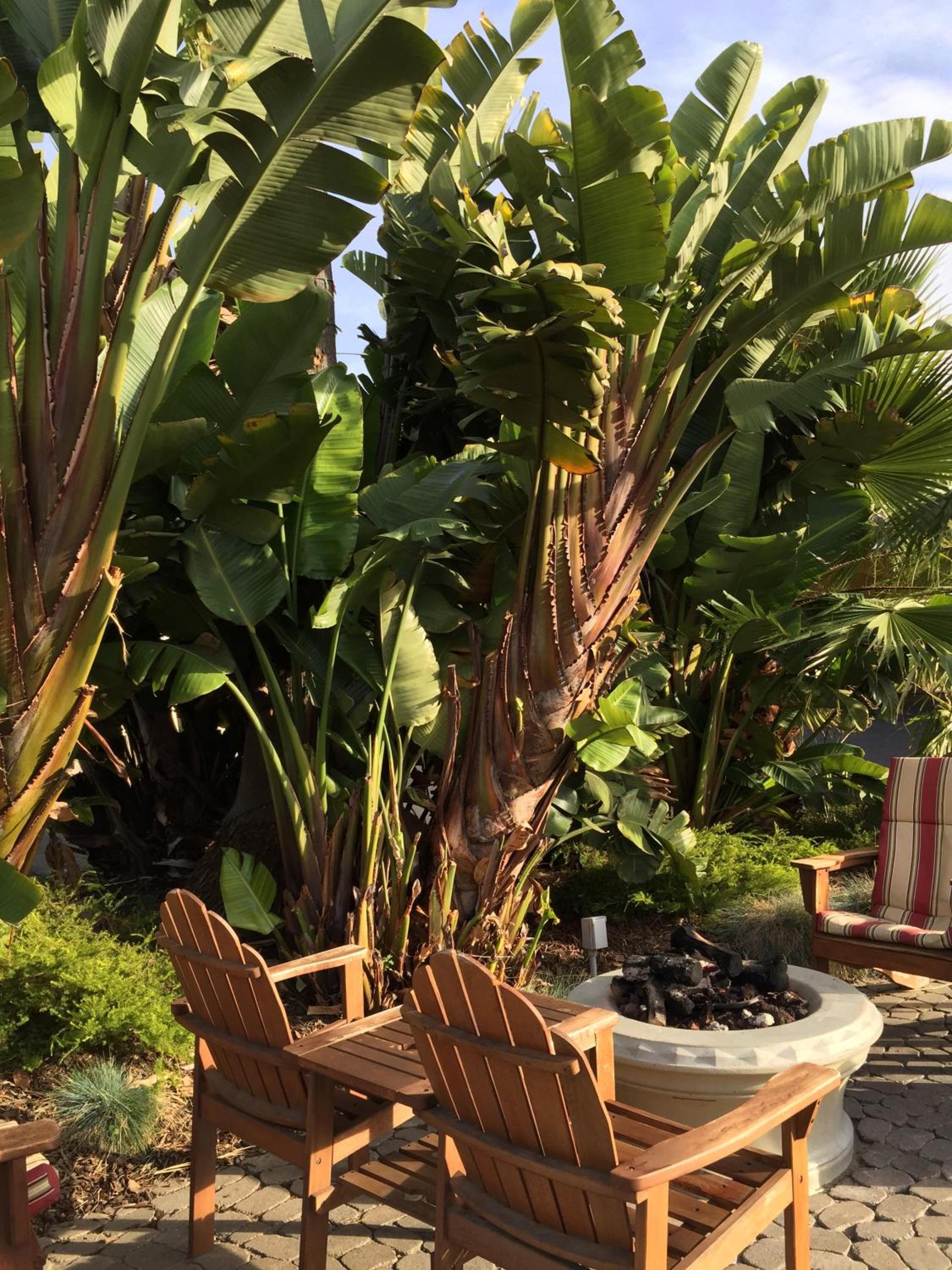 Beach Bungalow Inn and Suites photo 30