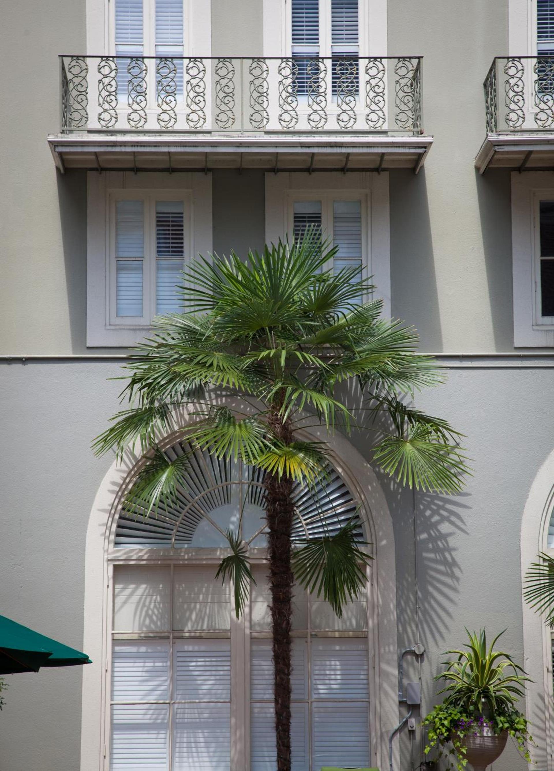 Bourbon Orleans Hotel photo 84