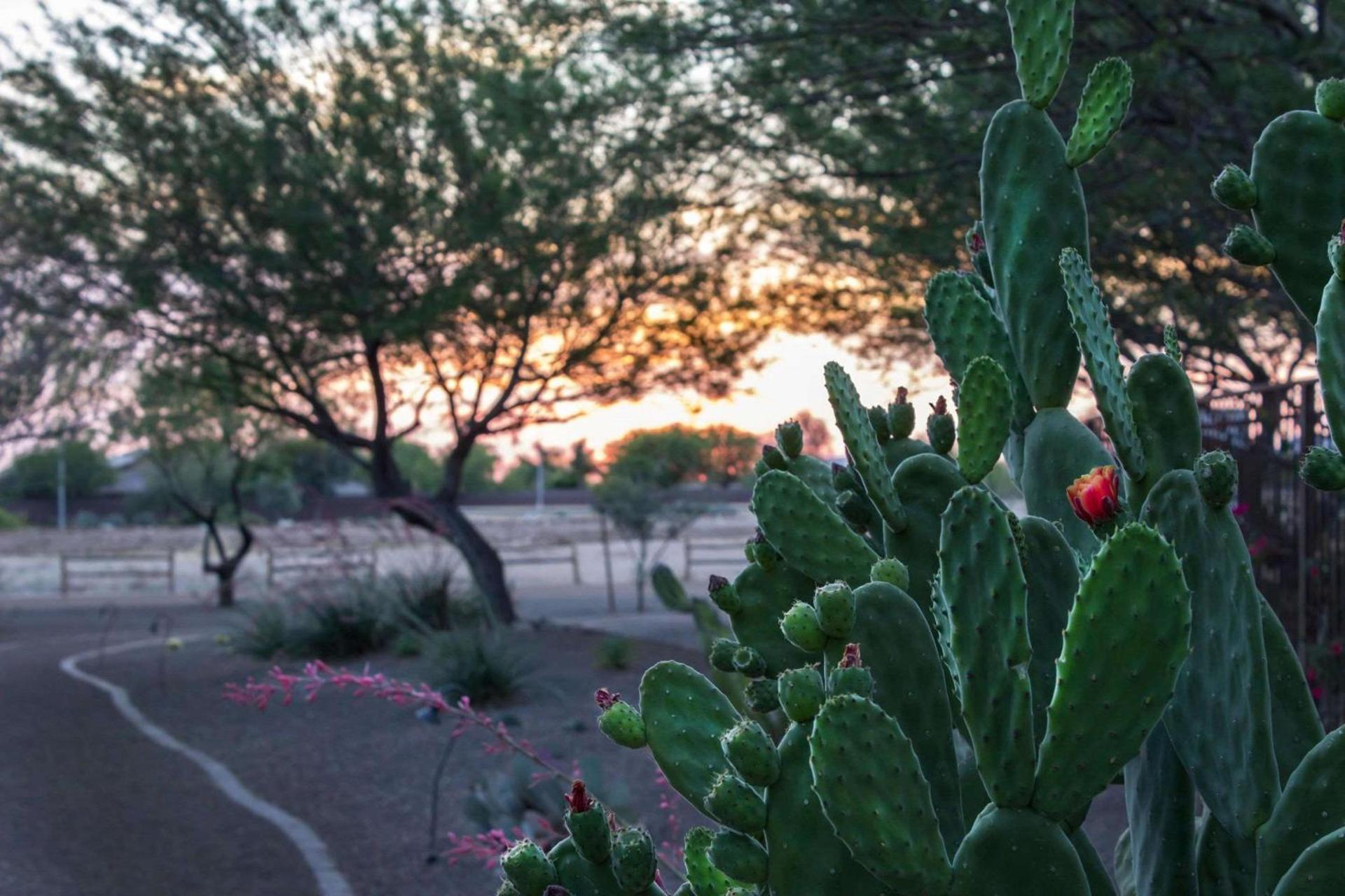 Bluegreen Vacations Cibola Vista Resort and Spa, an Ascend Collection Resort photo 5