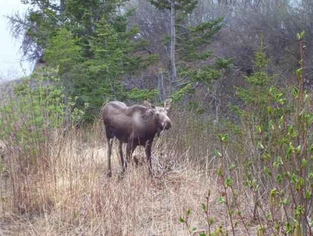 Alaska Adventure Cabins photo 70