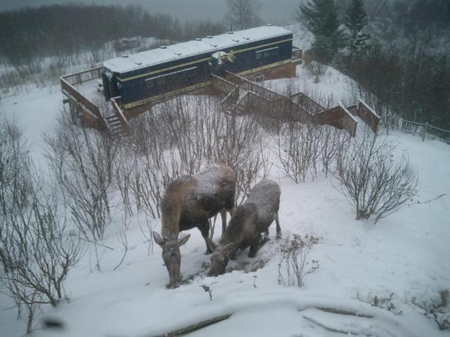 Alaska Adventure Cabins photo 71