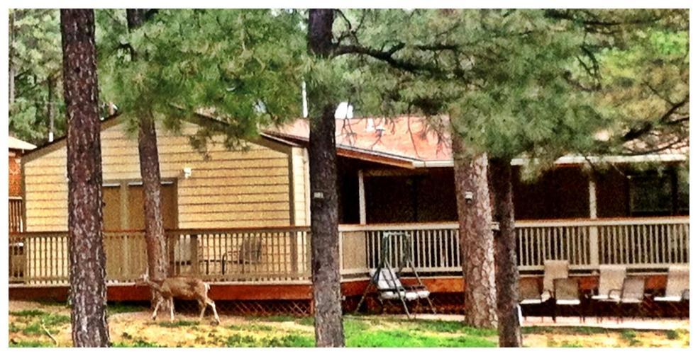 Village Lodge photo 19