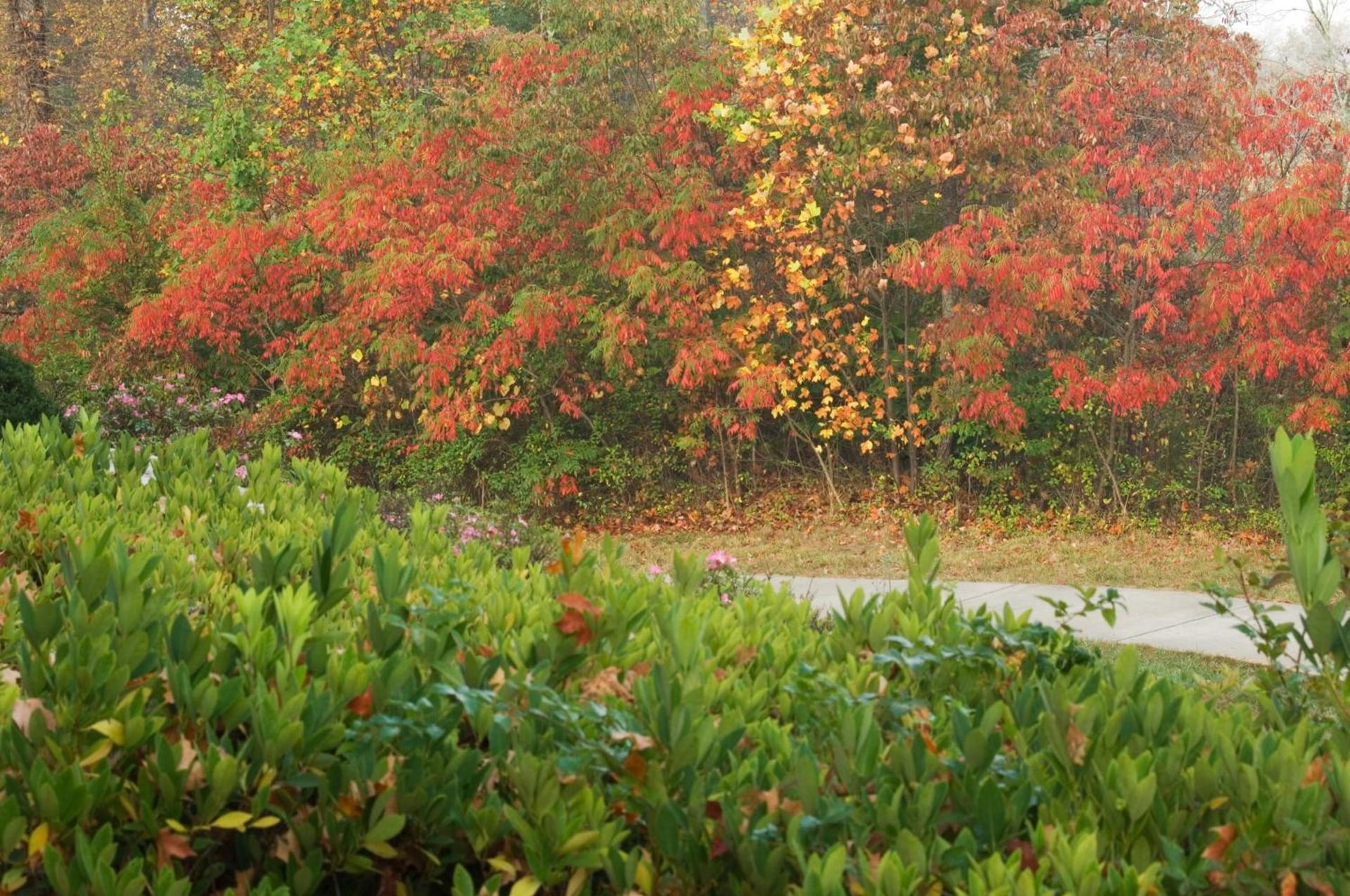 Brasstown Valley Resort & Spa photo 71