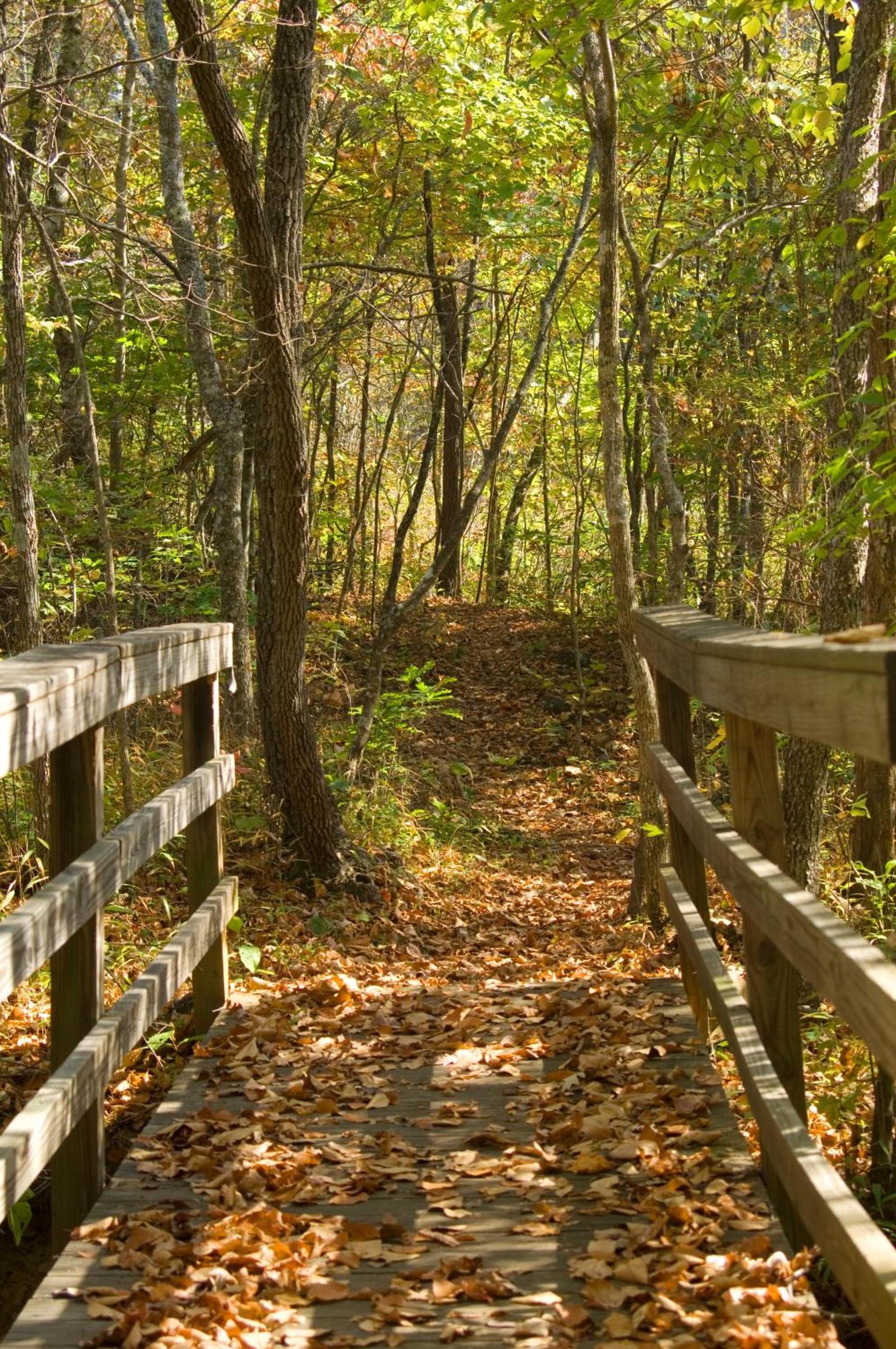 Brasstown Valley Resort & Spa photo 72