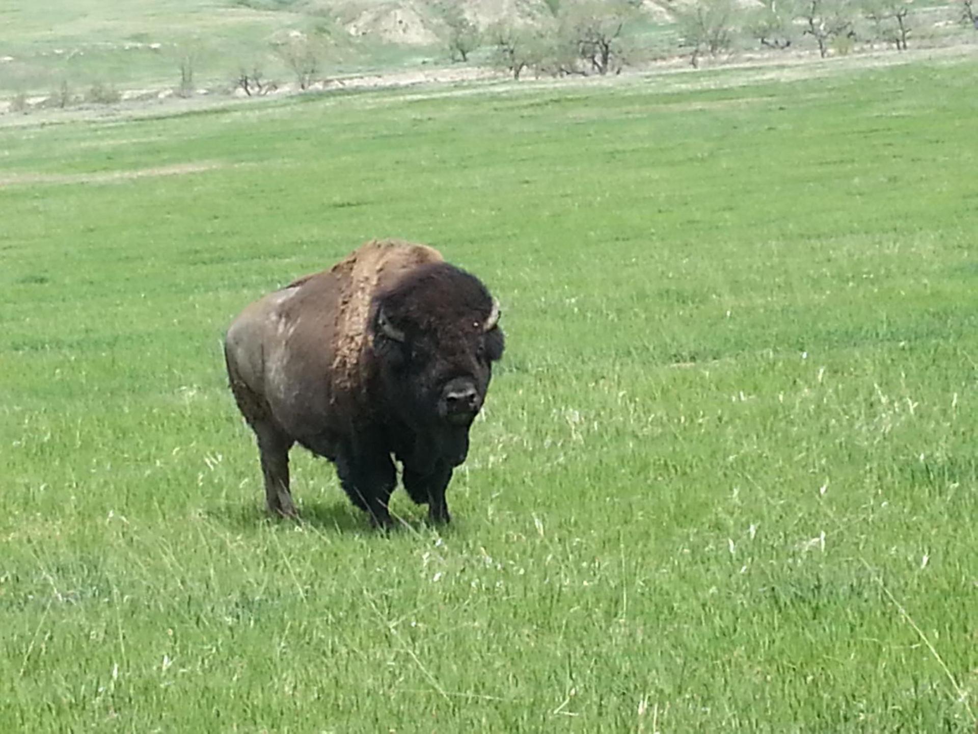 Badlands Hotel & Campground photo 14