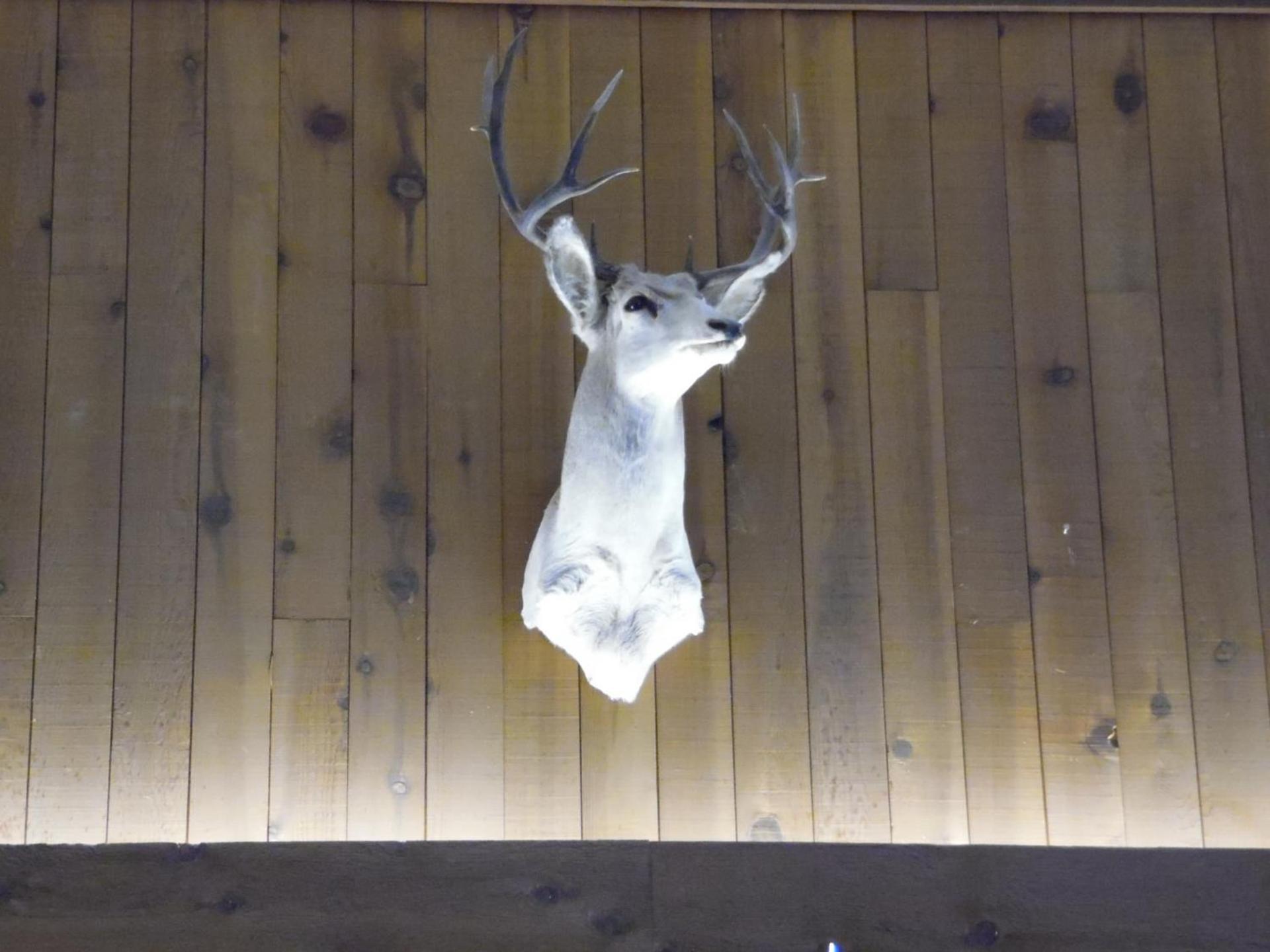 Bear Lodge Motel photo 52