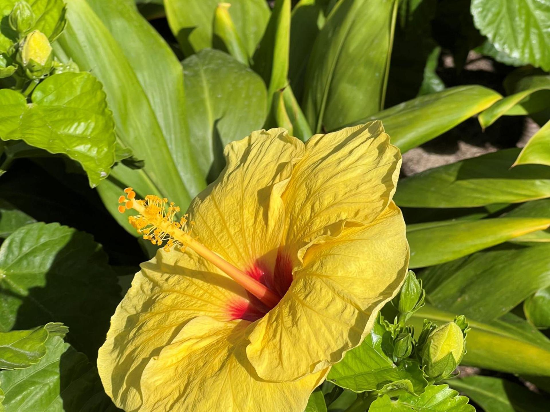 First Cabin International Hawaii photo 51
