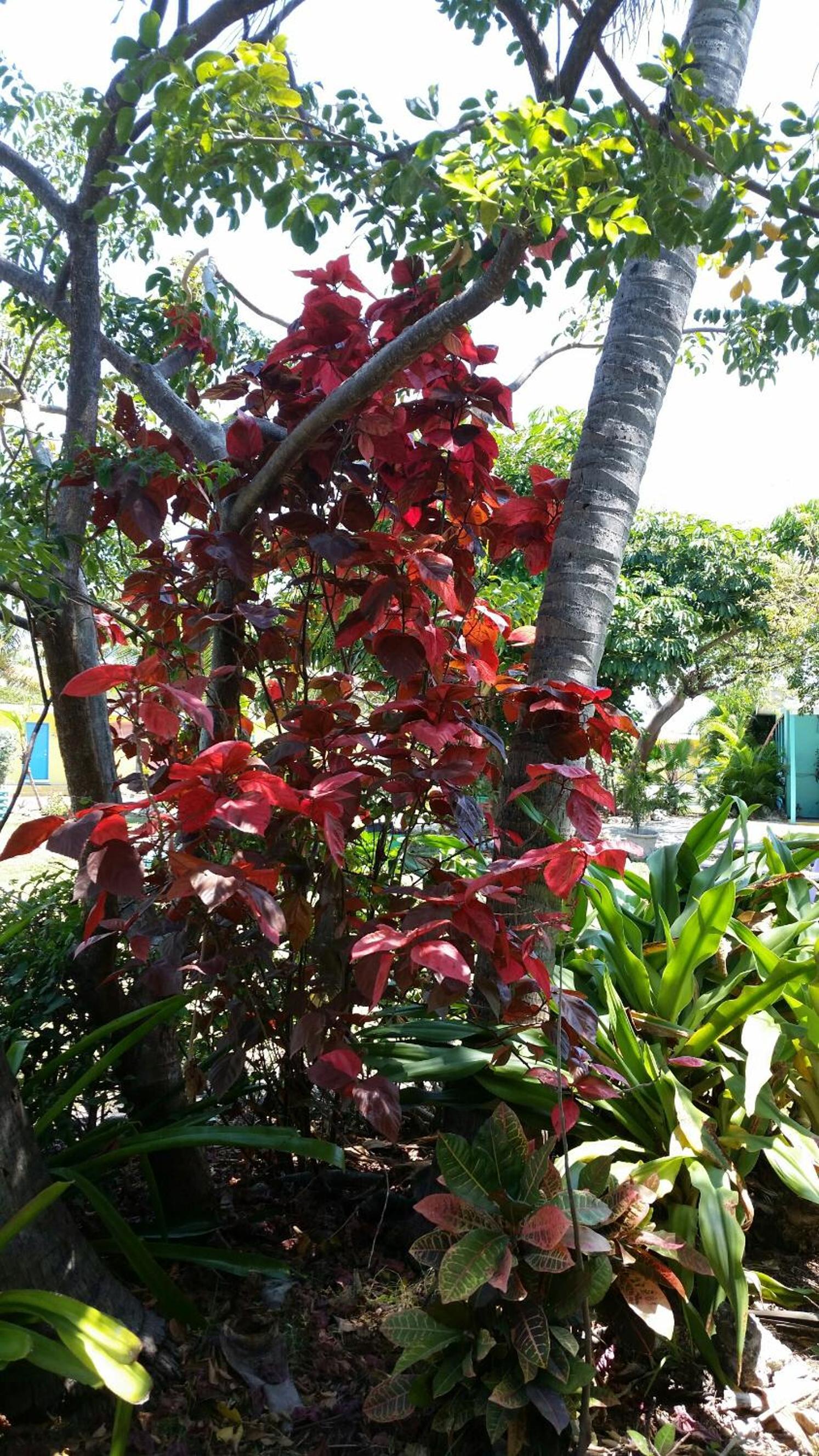 Coconut Cay Resort photo 7