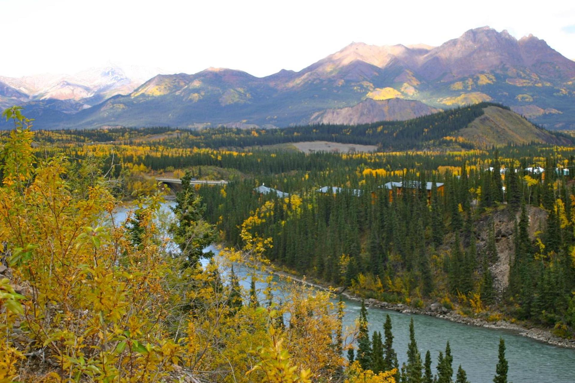 Denali Grizzly Bear Resort photo 14