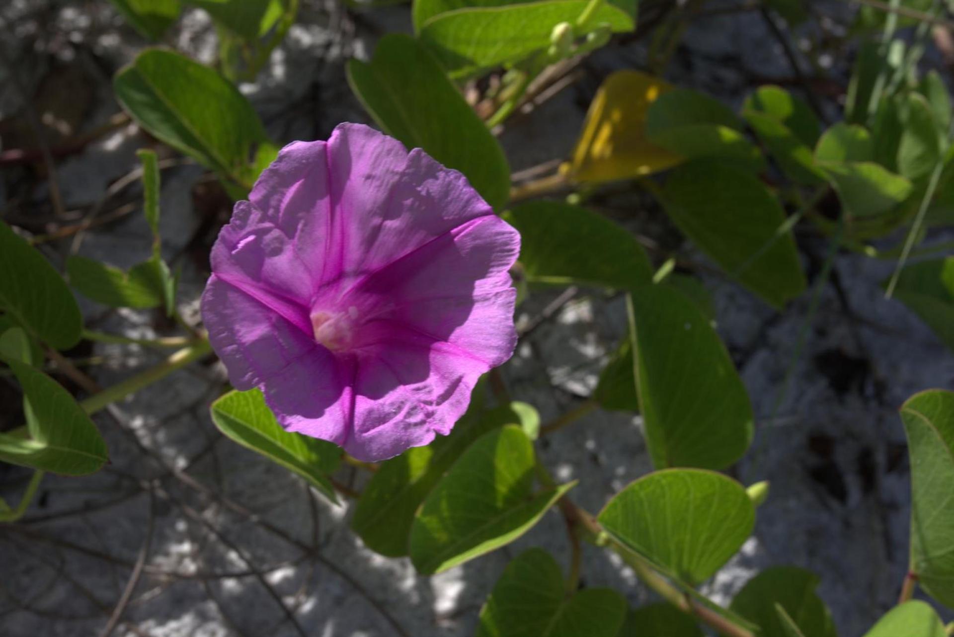 Vanderbilt Beach Resort photo 29