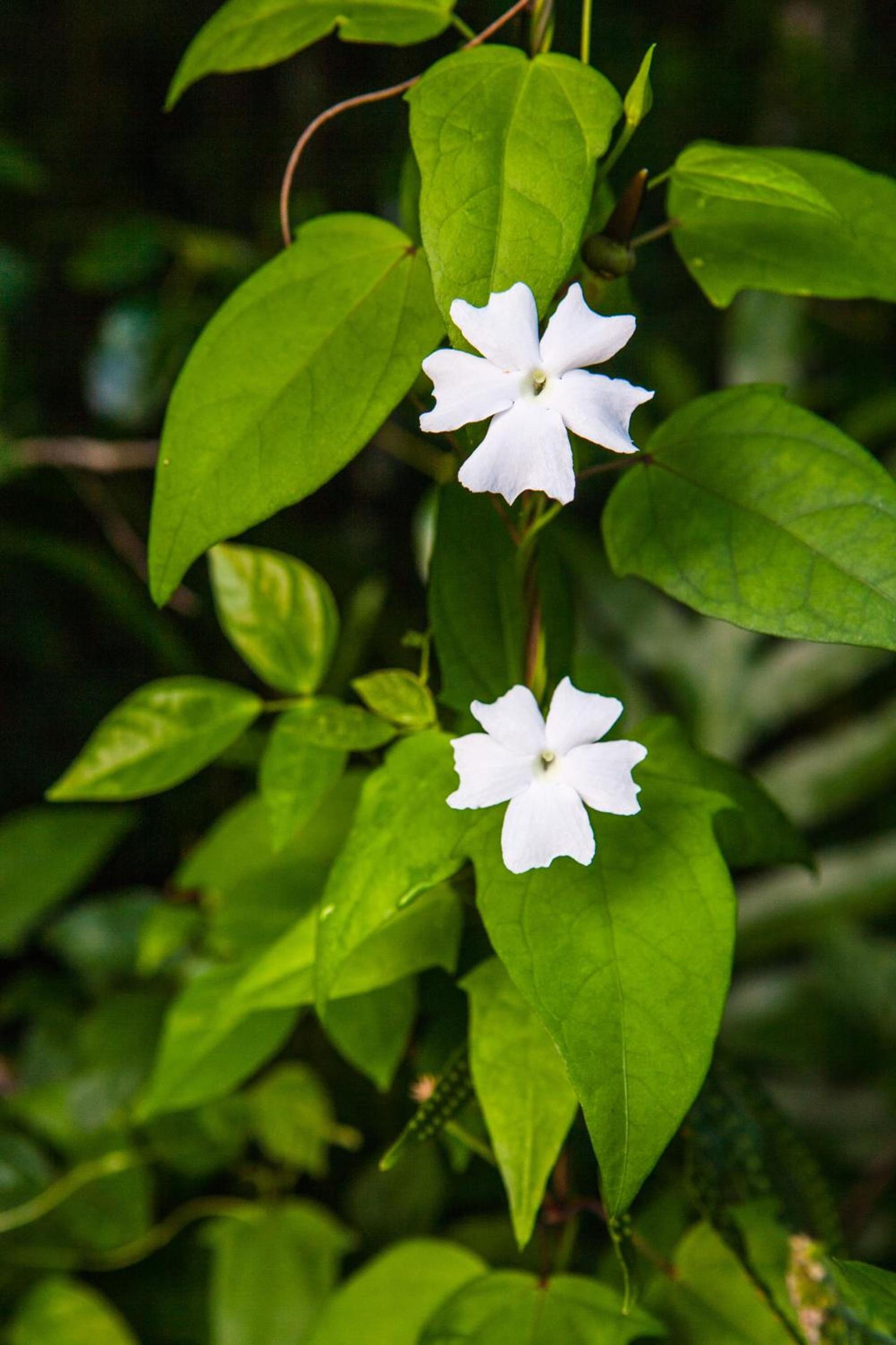 Kirpal Meditation and Ecological Center photo 39