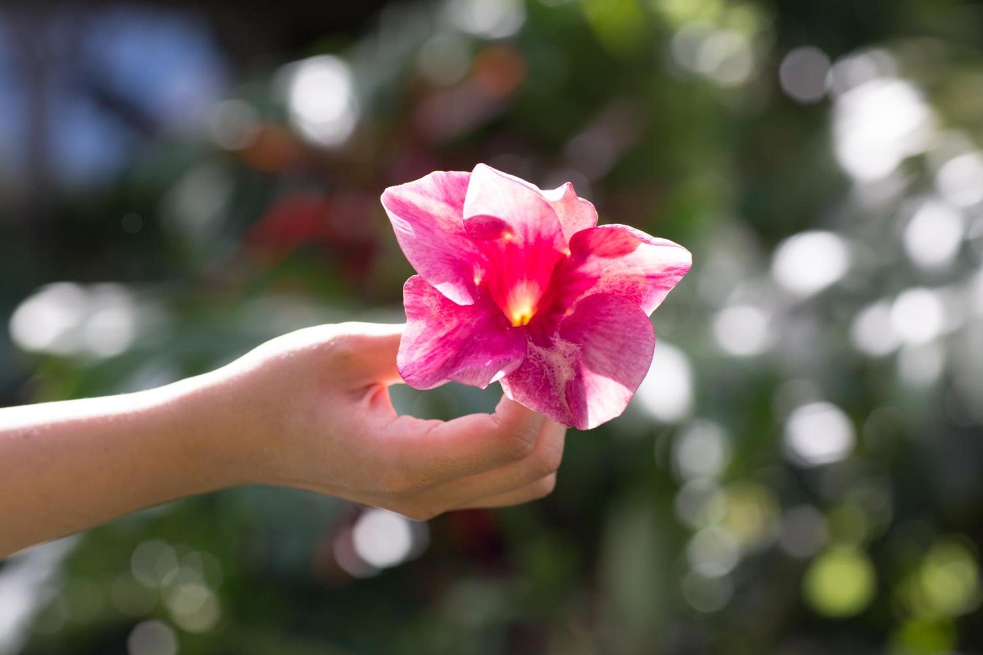 Lumeria Maui, Wellness Retreat Center photo 6