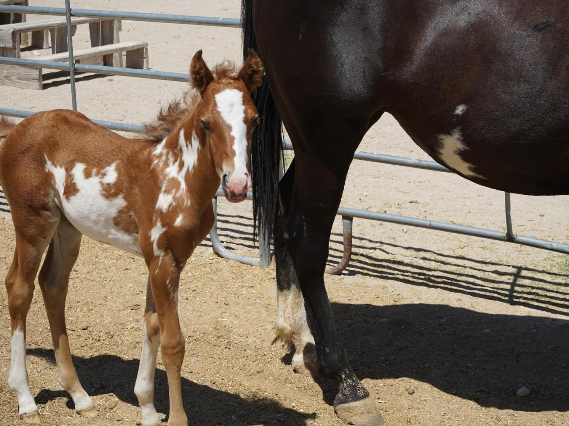 Stagecoach Trails Guest Ranch photo 27