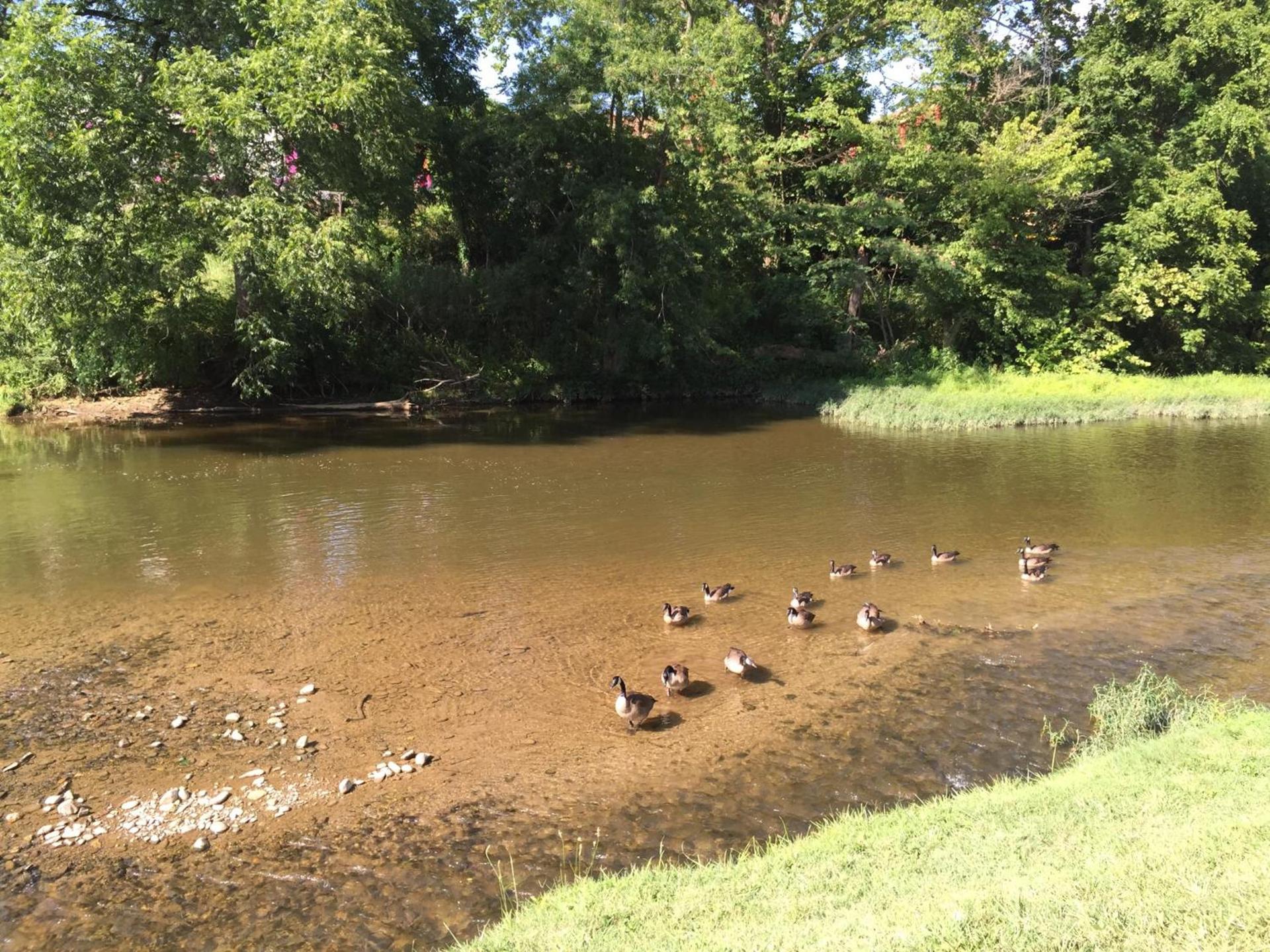Pigeon River Inn photo 51