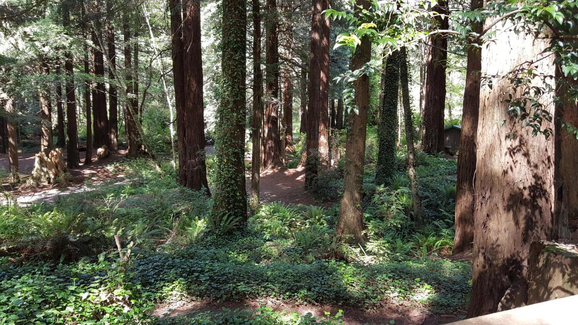 Emerald Forest Cabins photo 21