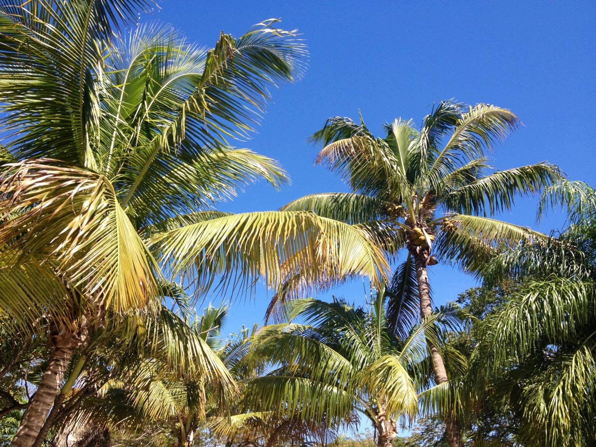 The Pelican Key Largo Cottages photo 71