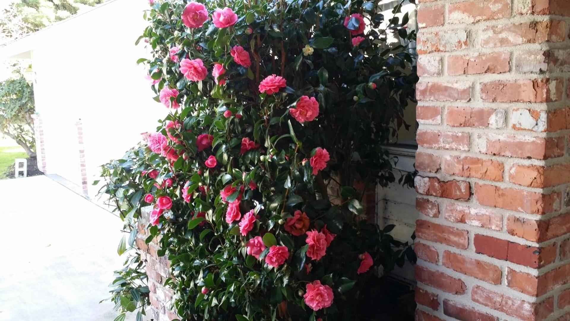 Villa Rivarola photo 49
