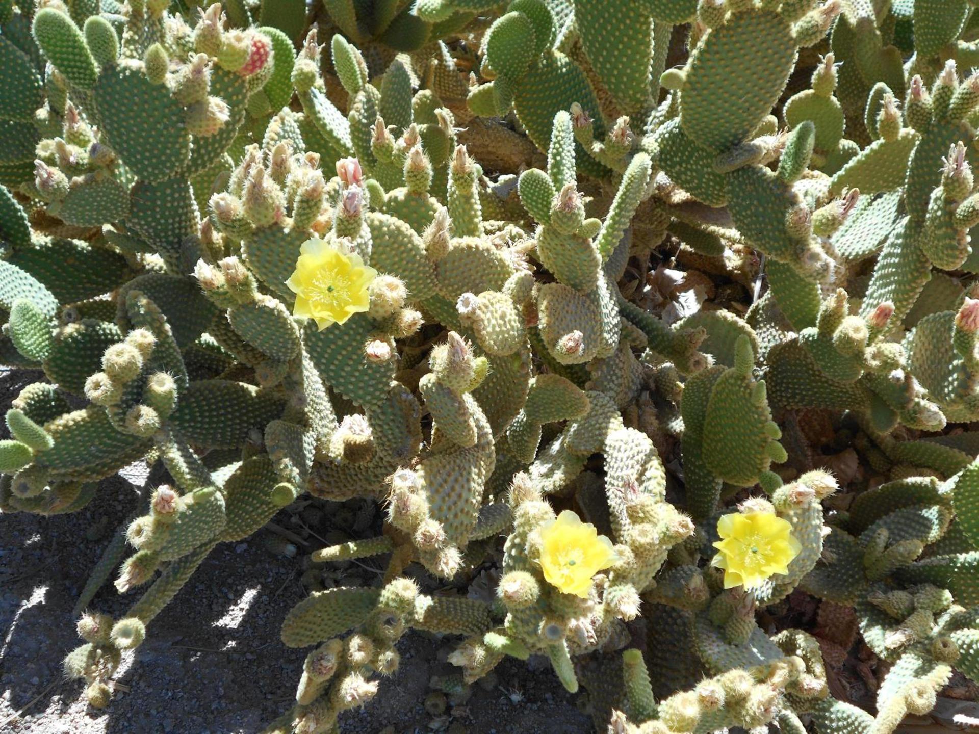 Atomic Inn Beatty Near Death Valley photo 26