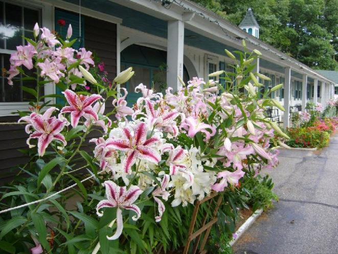 White Trellis Motel photo 17