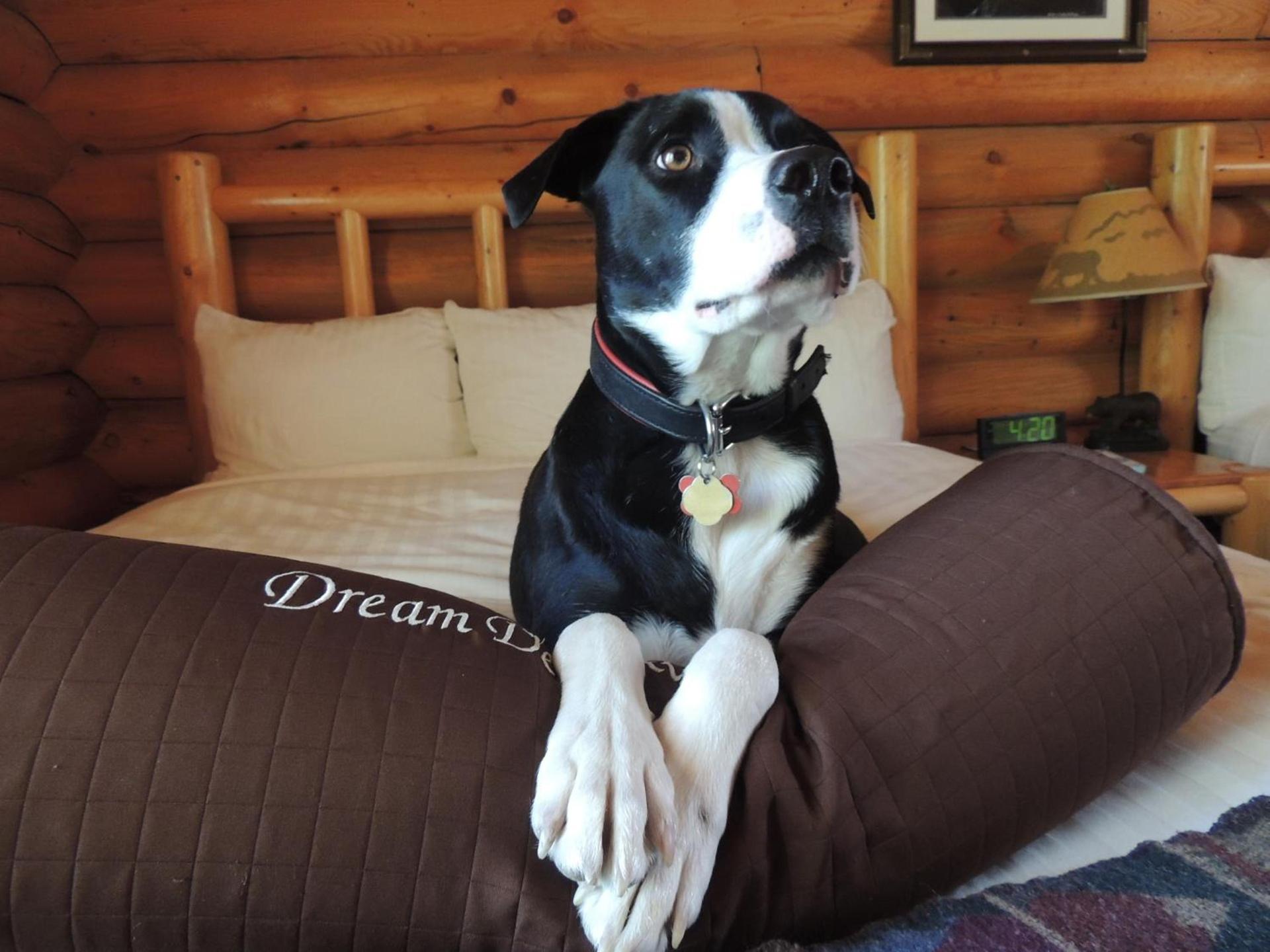 Togwotee Mountain Lodge photo 19