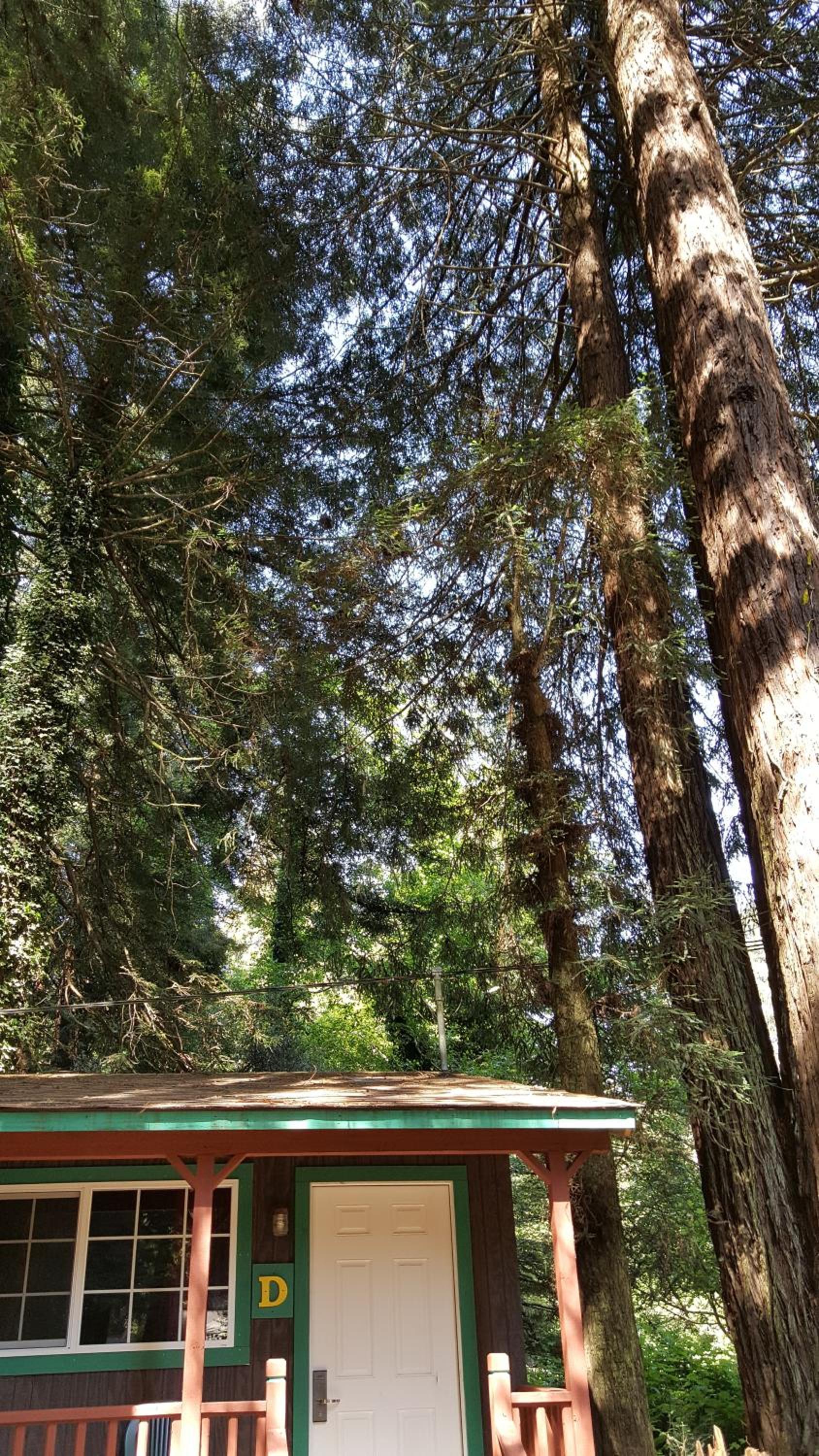 Emerald Forest Cabins photo 64