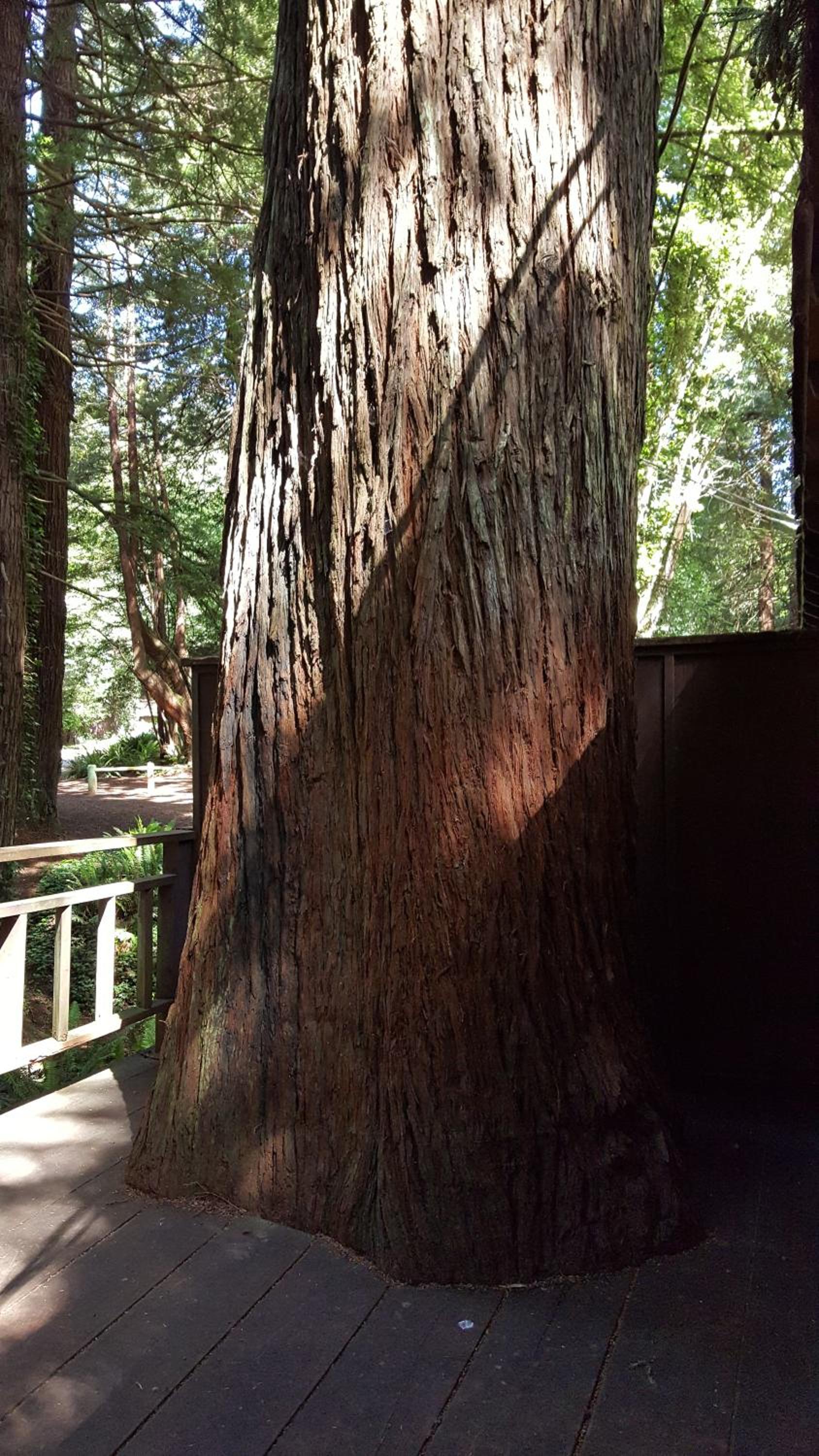 Emerald Forest Cabins photo 61