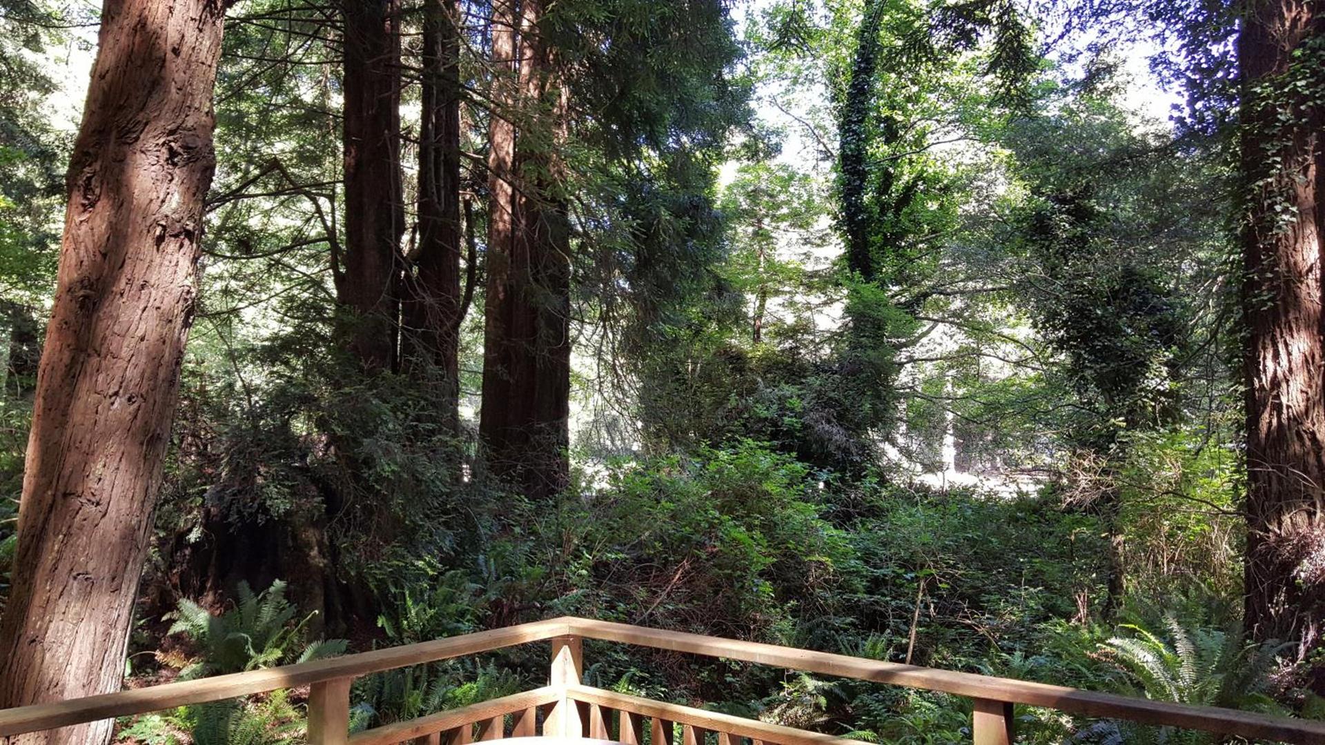 Emerald Forest Cabins photo 62