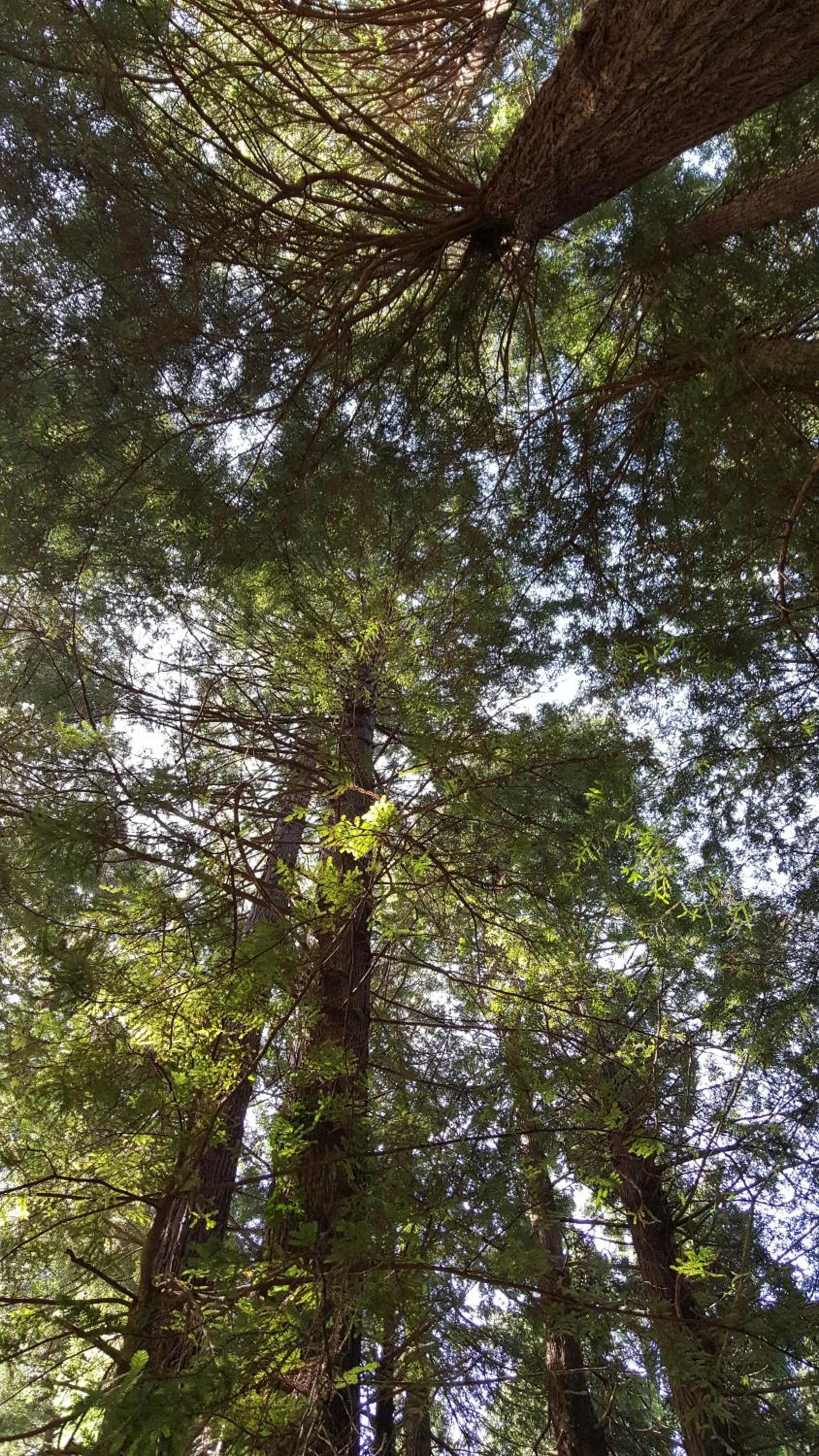 Emerald Forest Cabins photo 86