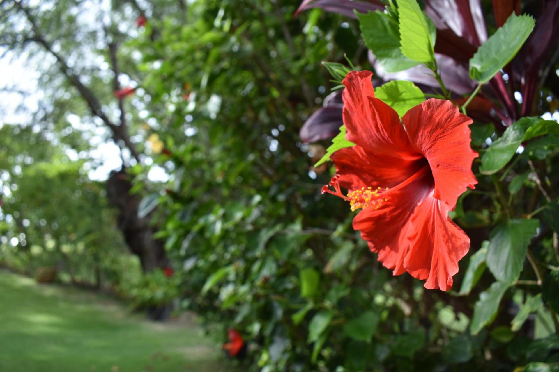 Nona Lani Cottages photo 6