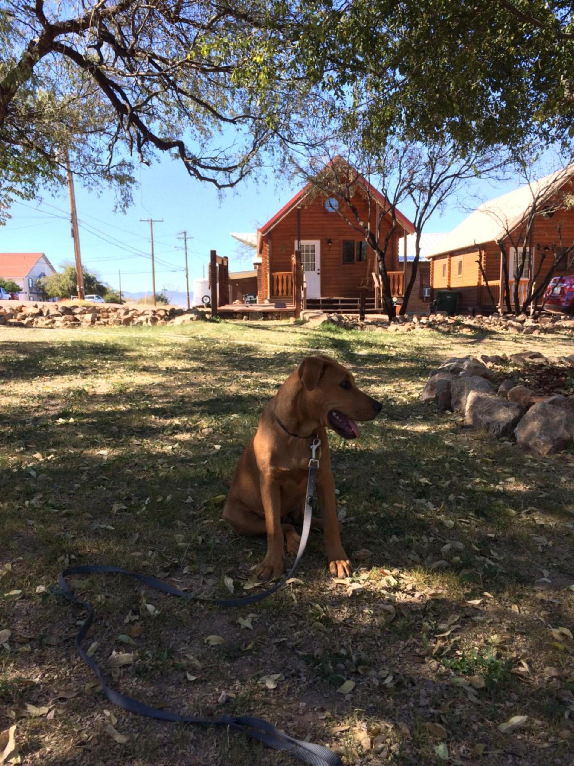 Katie's Cozy Cabins photo 21
