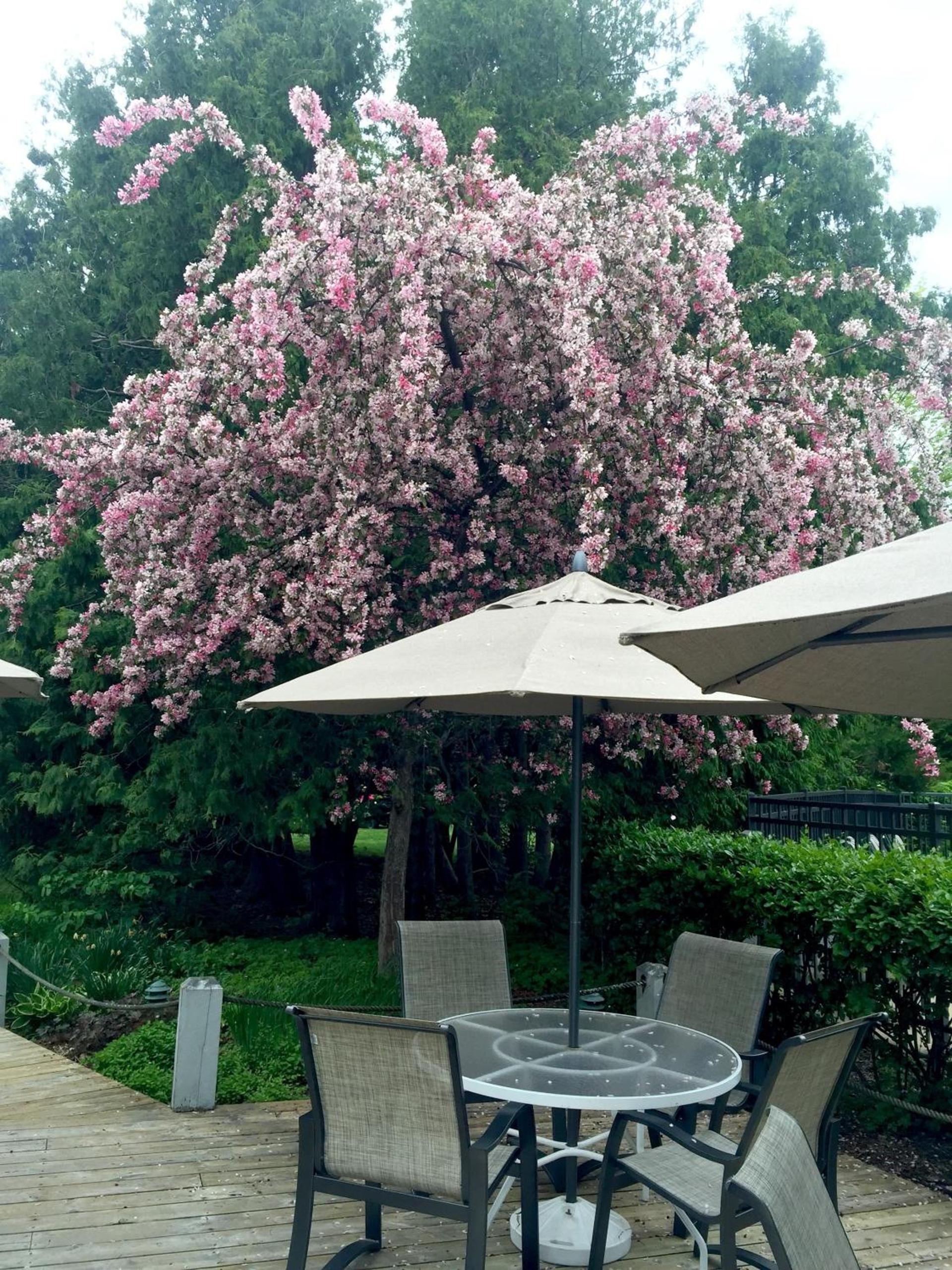 Country House Resort photo 17