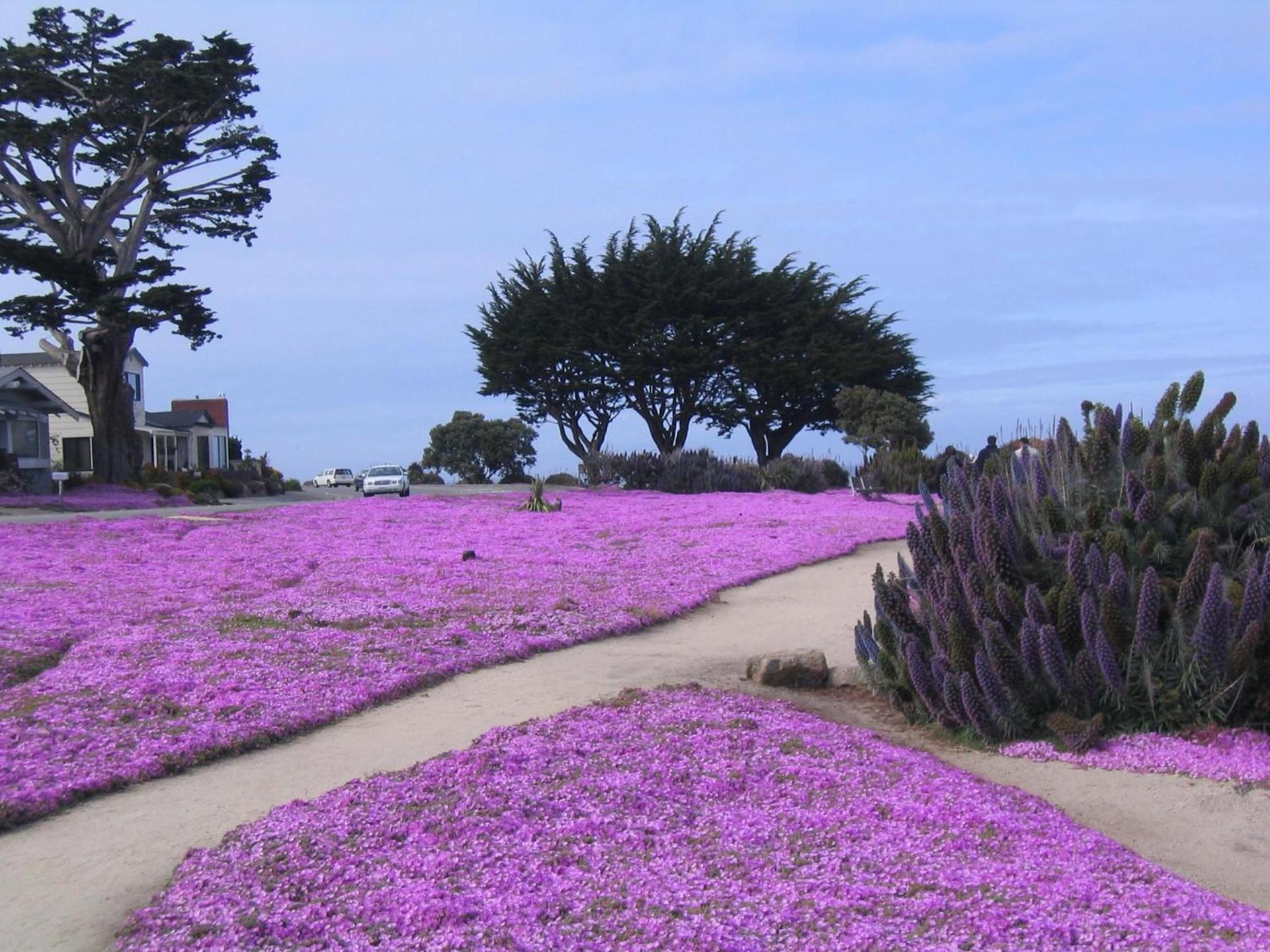 Aura Inn Monterey photo 47