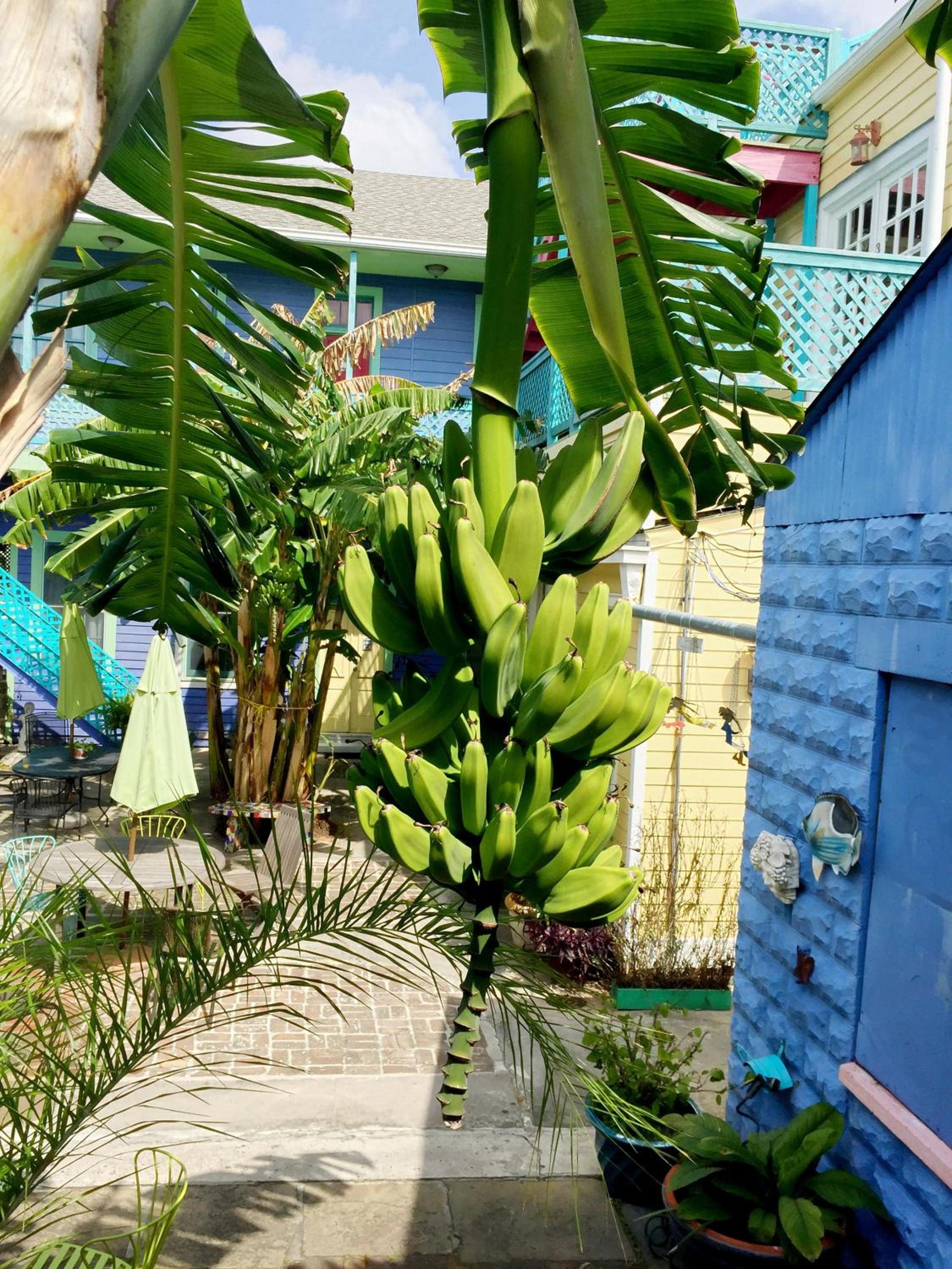 Creole Gardens Guesthouse and Inn photo 77