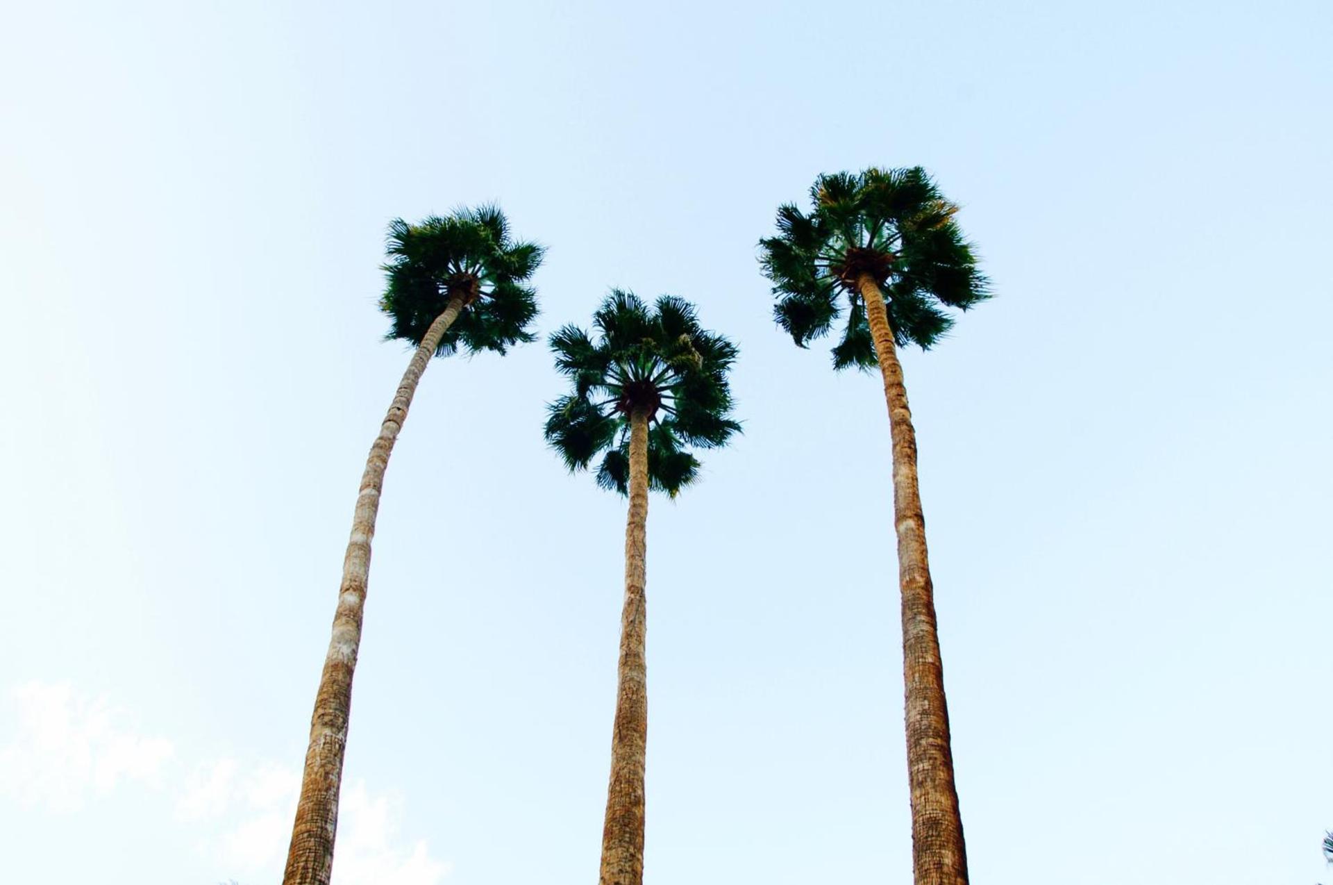 Delos Reyes Palm Springs photo 42
