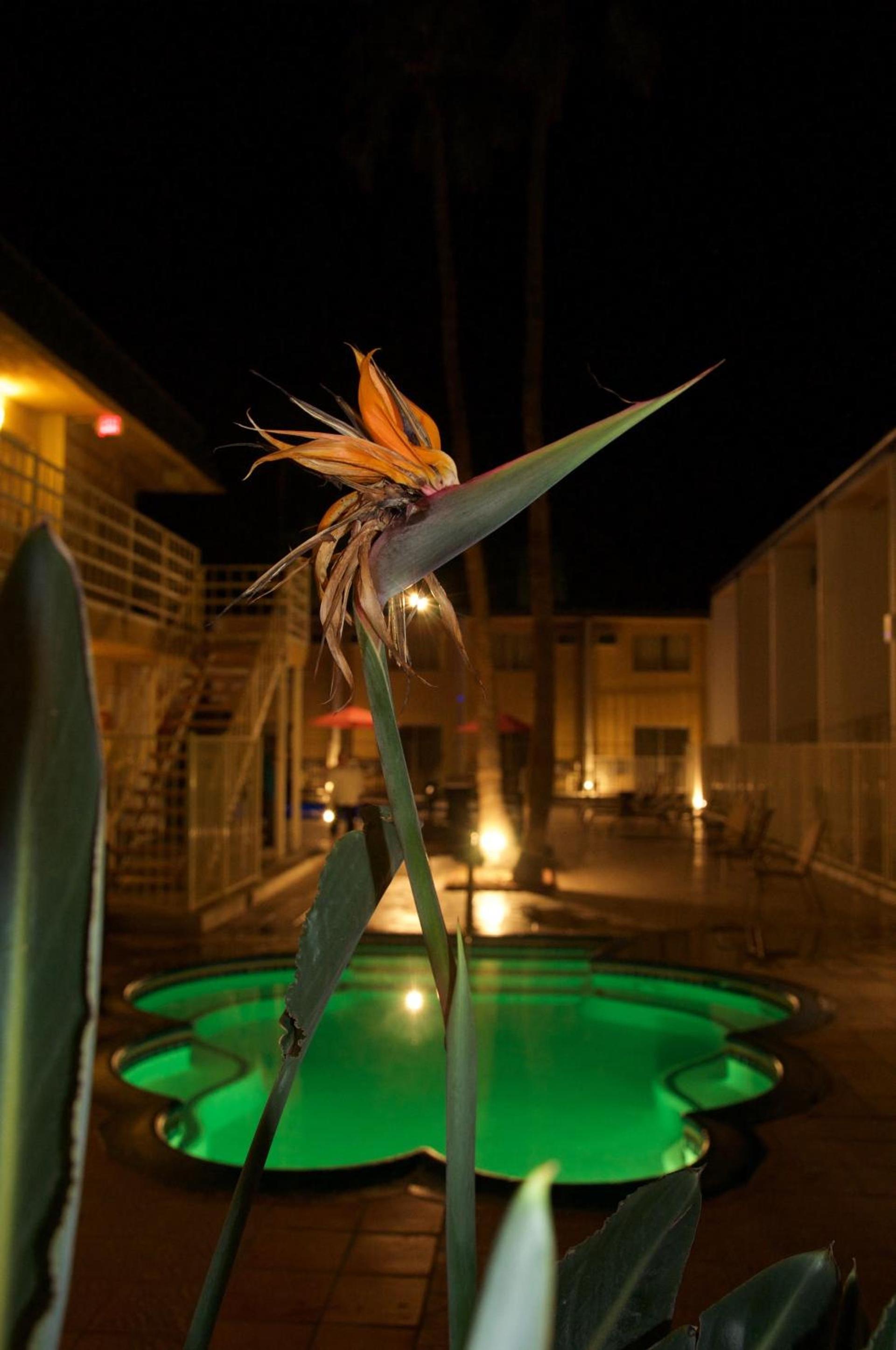 Delos Reyes Palm Springs photo 2