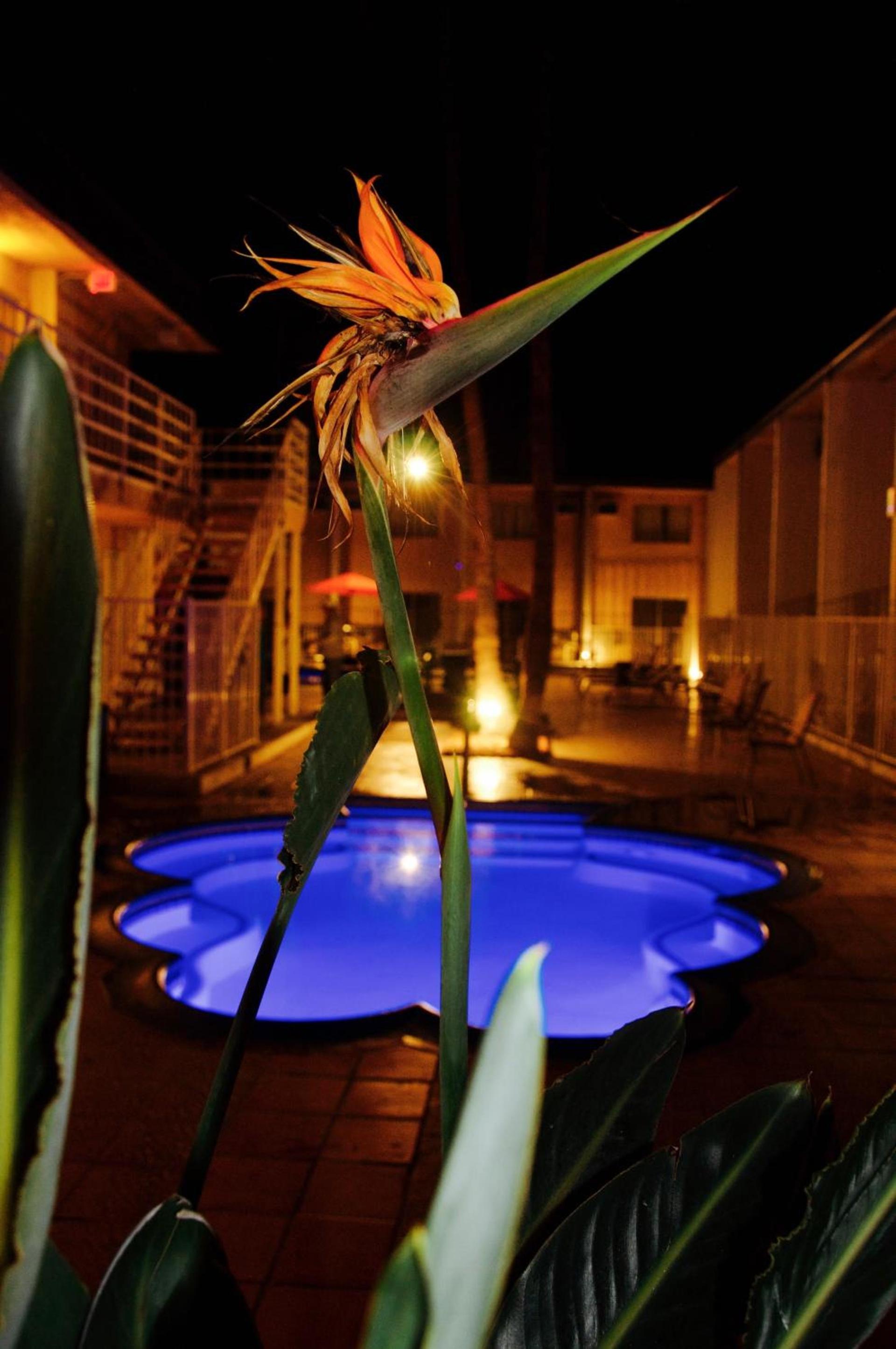 Delos Reyes Palm Springs photo 4