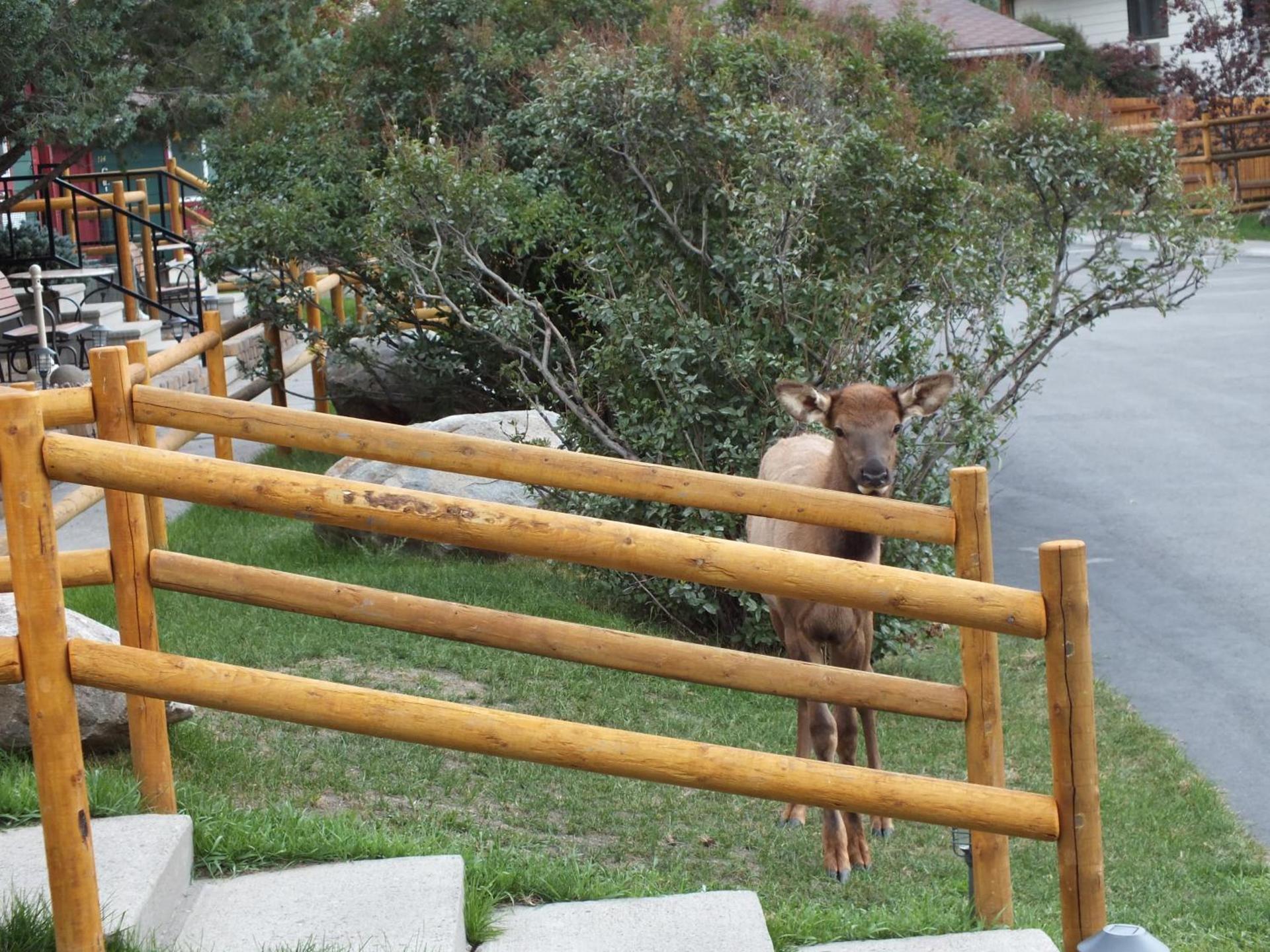 Yellowstone Gateway Inn photo 72