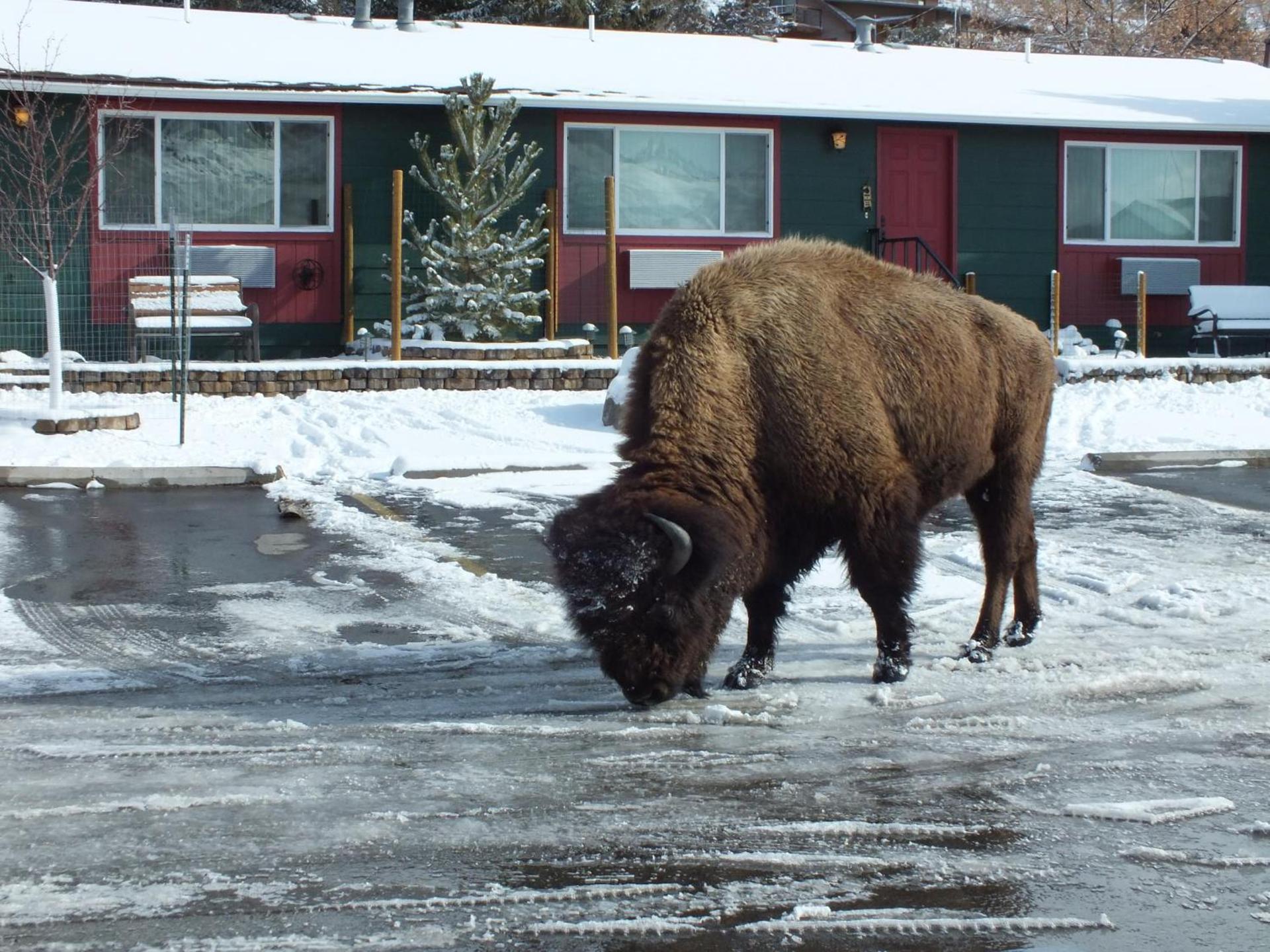 Yellowstone Gateway Inn photo 69