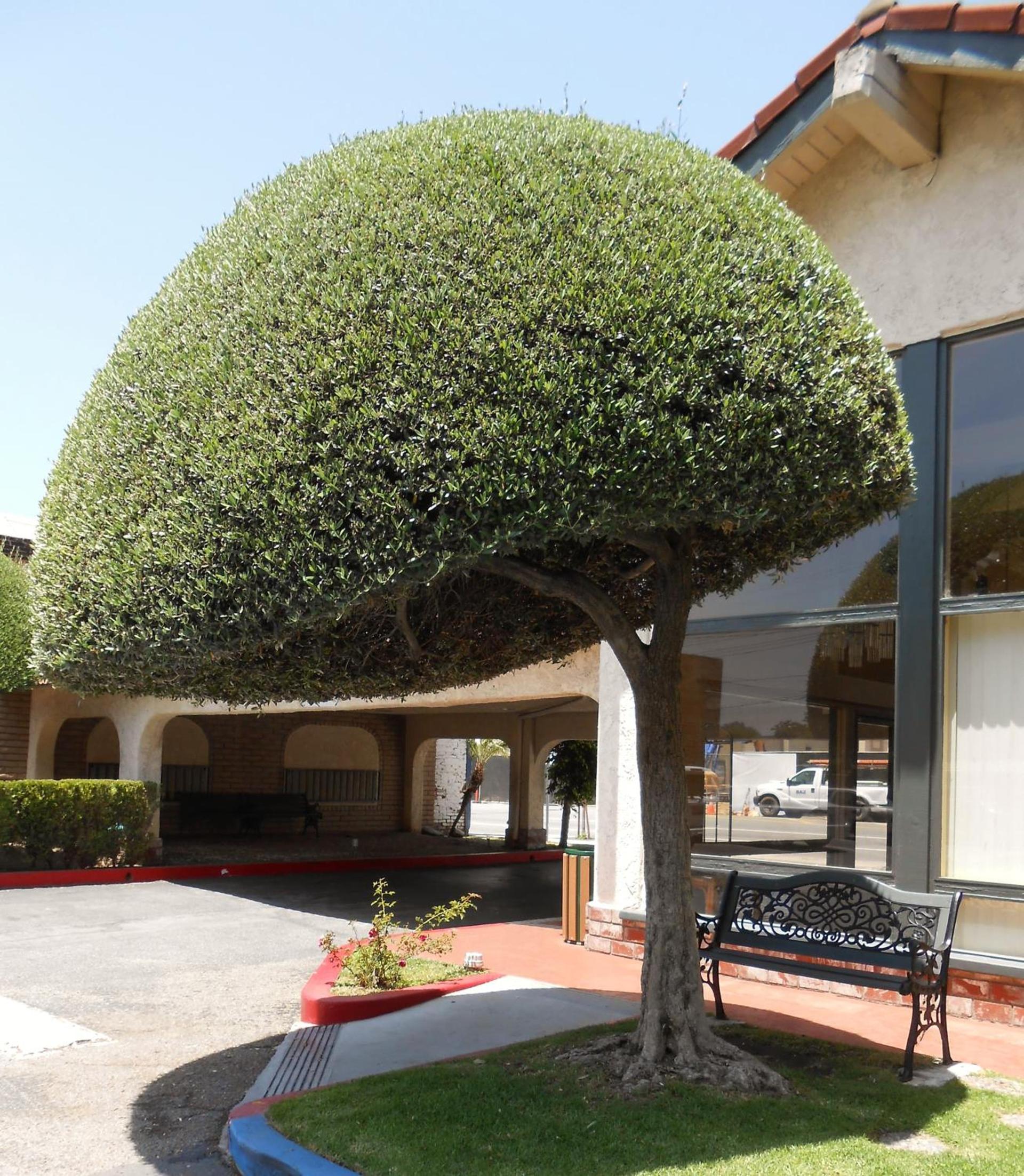 Vagabond Inn Glendale photo 14