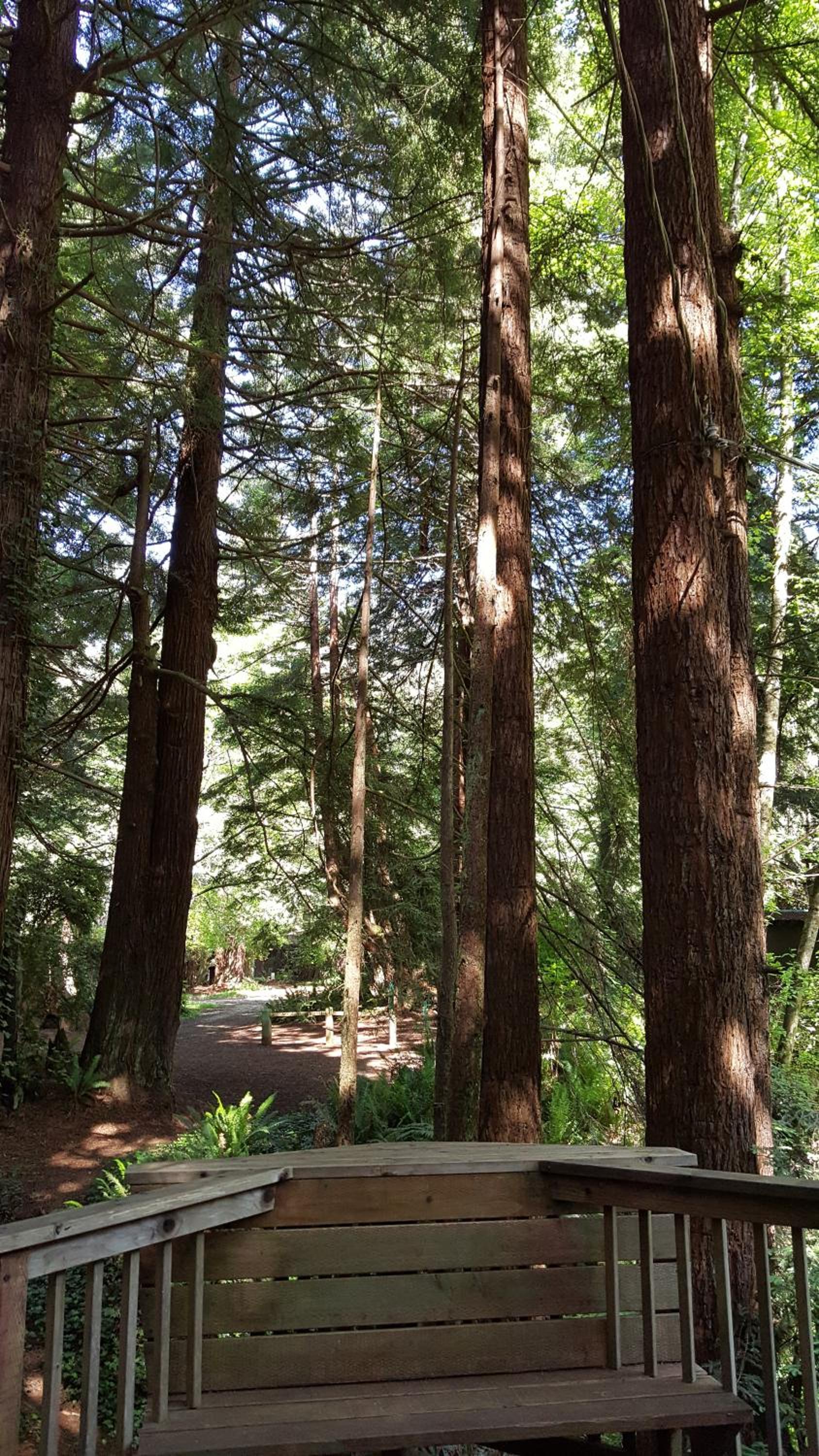 Emerald Forest Cabins photo 76