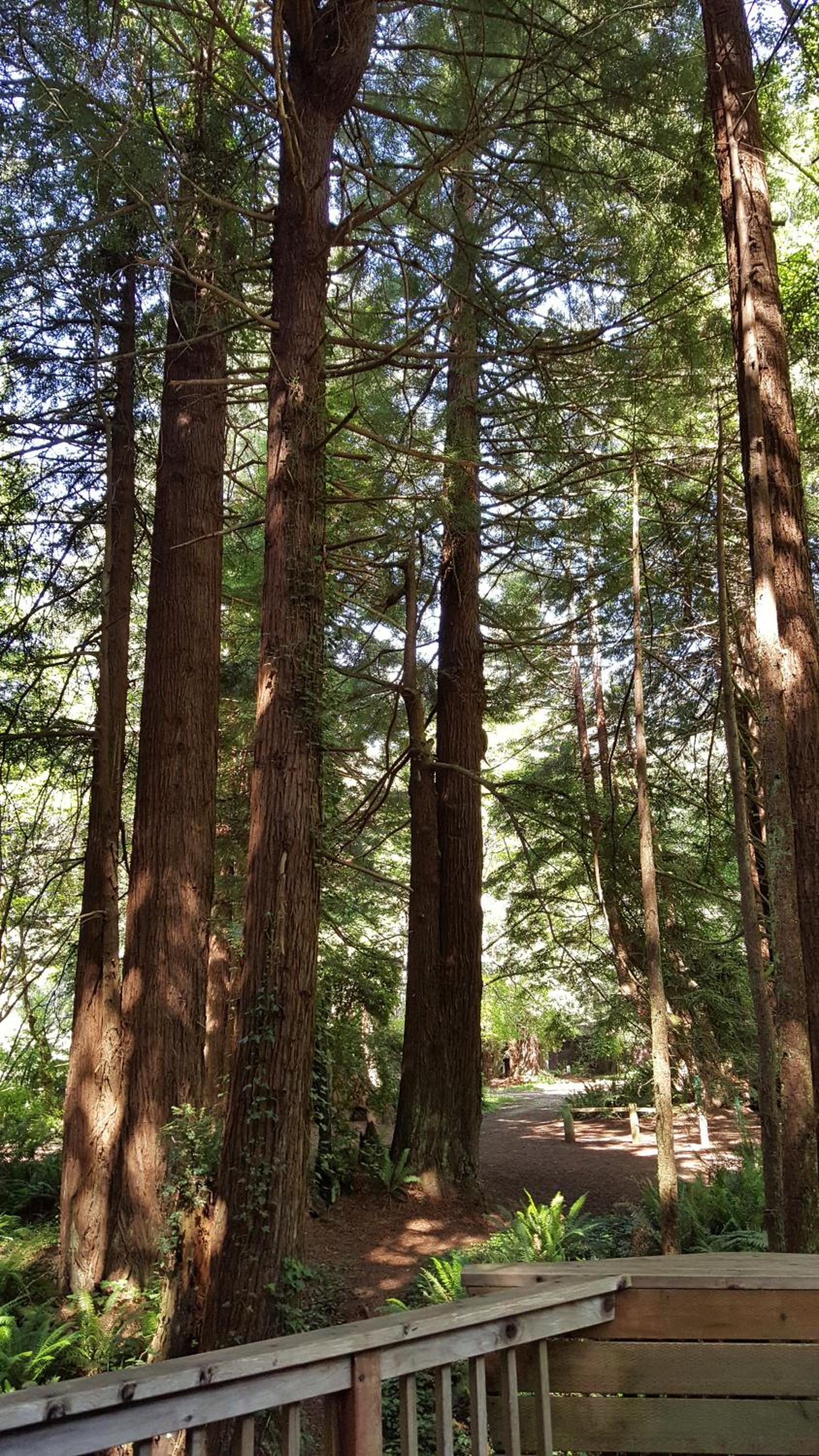 Emerald Forest Cabins photo 58