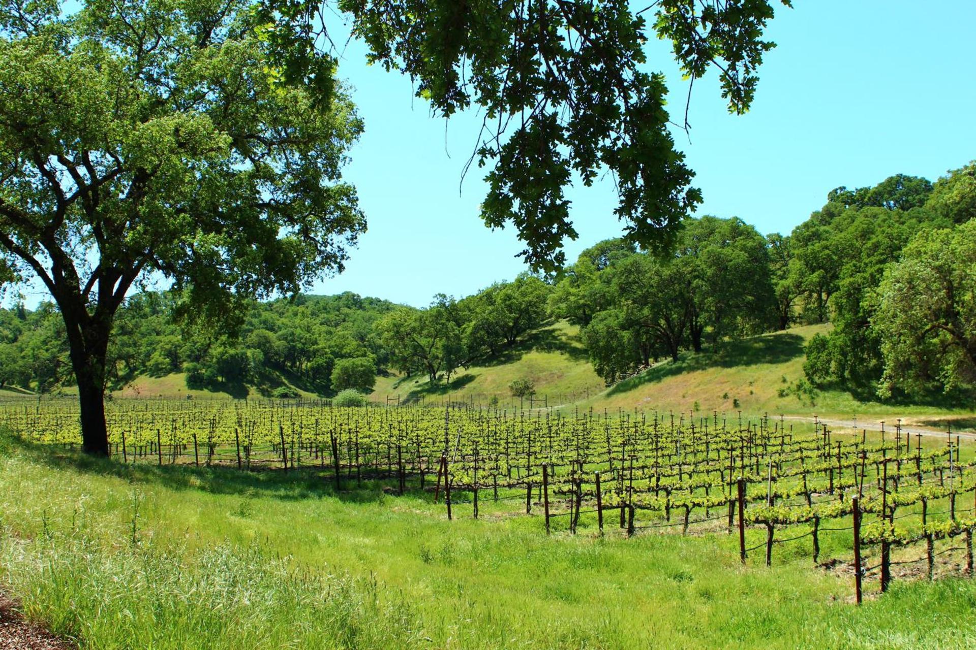 The Orchard Hotel Ukiah Wine Country Free Breakfast, Pool, & Hot Tub photo 42