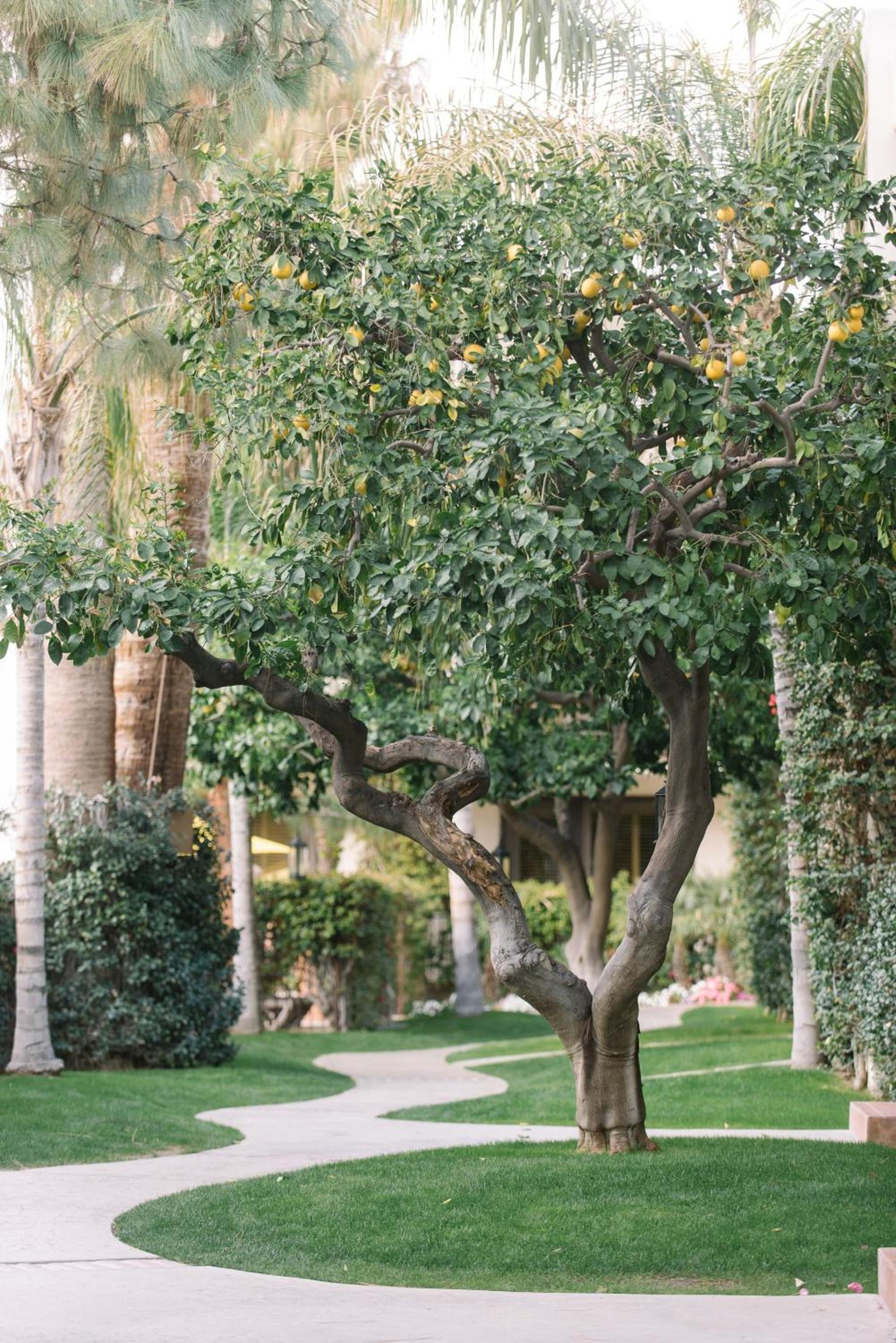 Palm Mountain Resort & Spa photo 15
