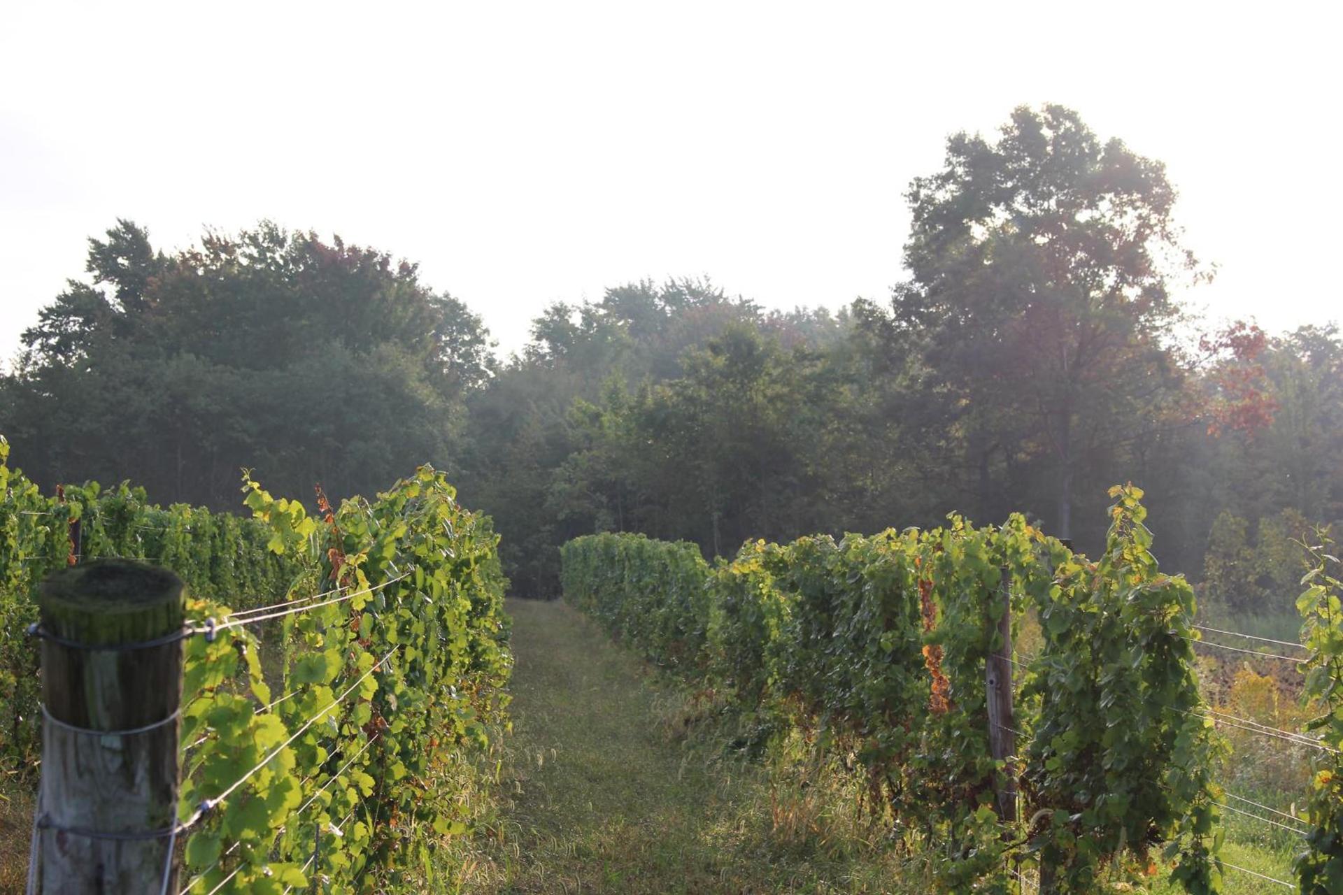 Vineyard Woods photo 79