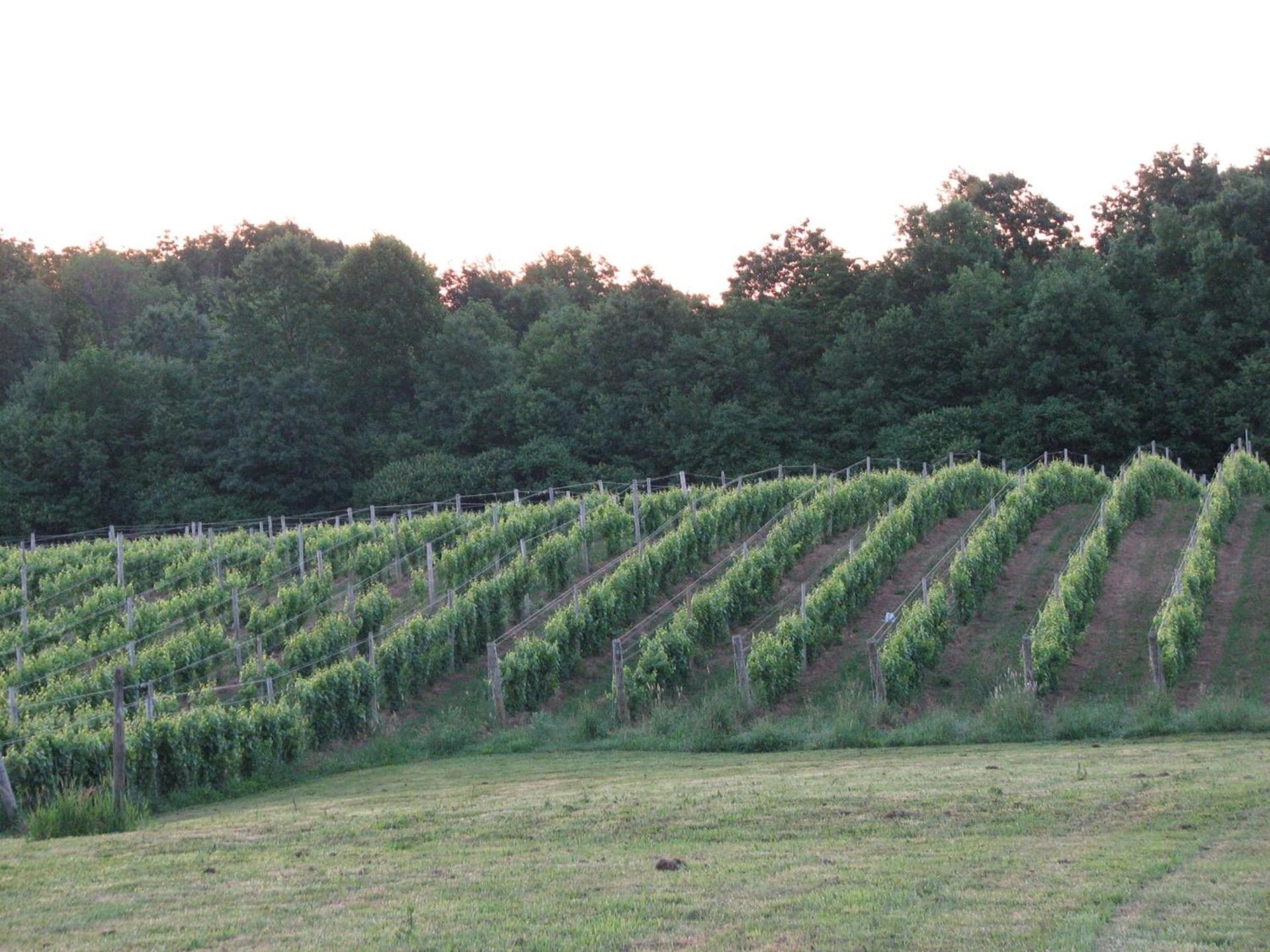 Vineyard Woods photo 81